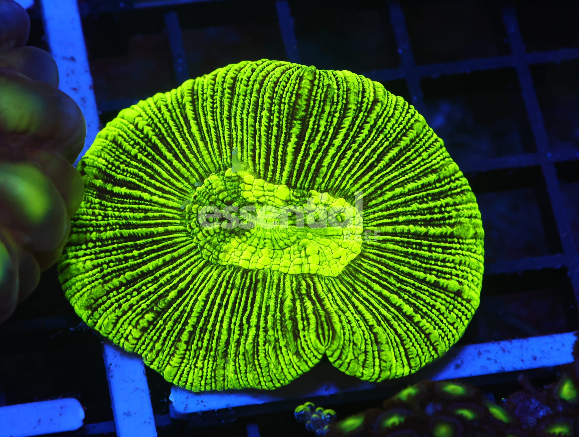 Watermarked - X129 - Radioactive Trachy