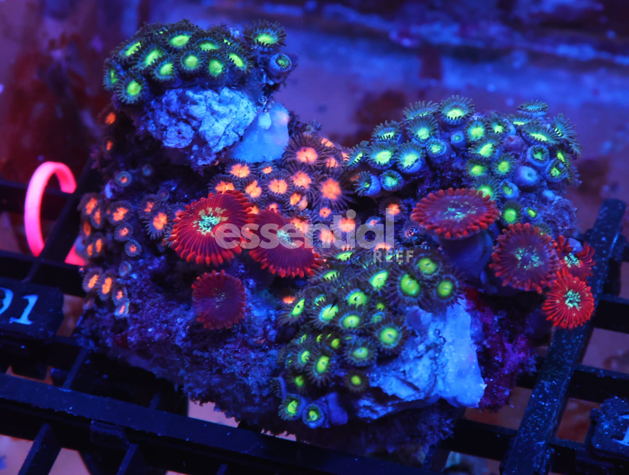 Watermarked - X101 - INDO COMBO ZOA ROCK