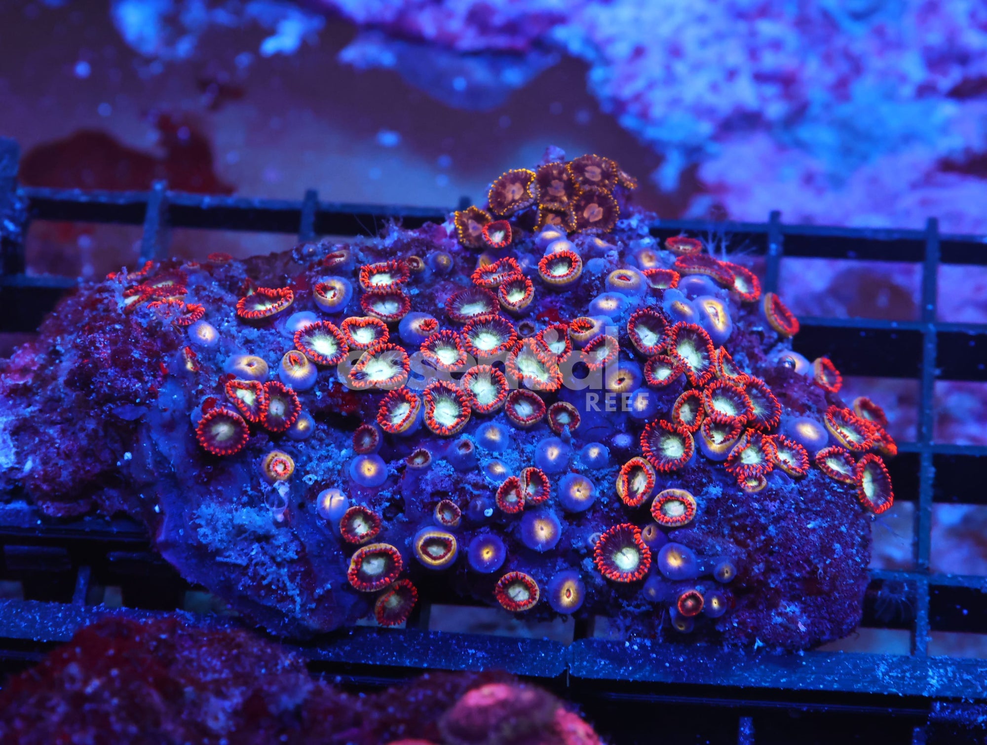 Watermarked - X103 - INDO RED SKIRT ZOA