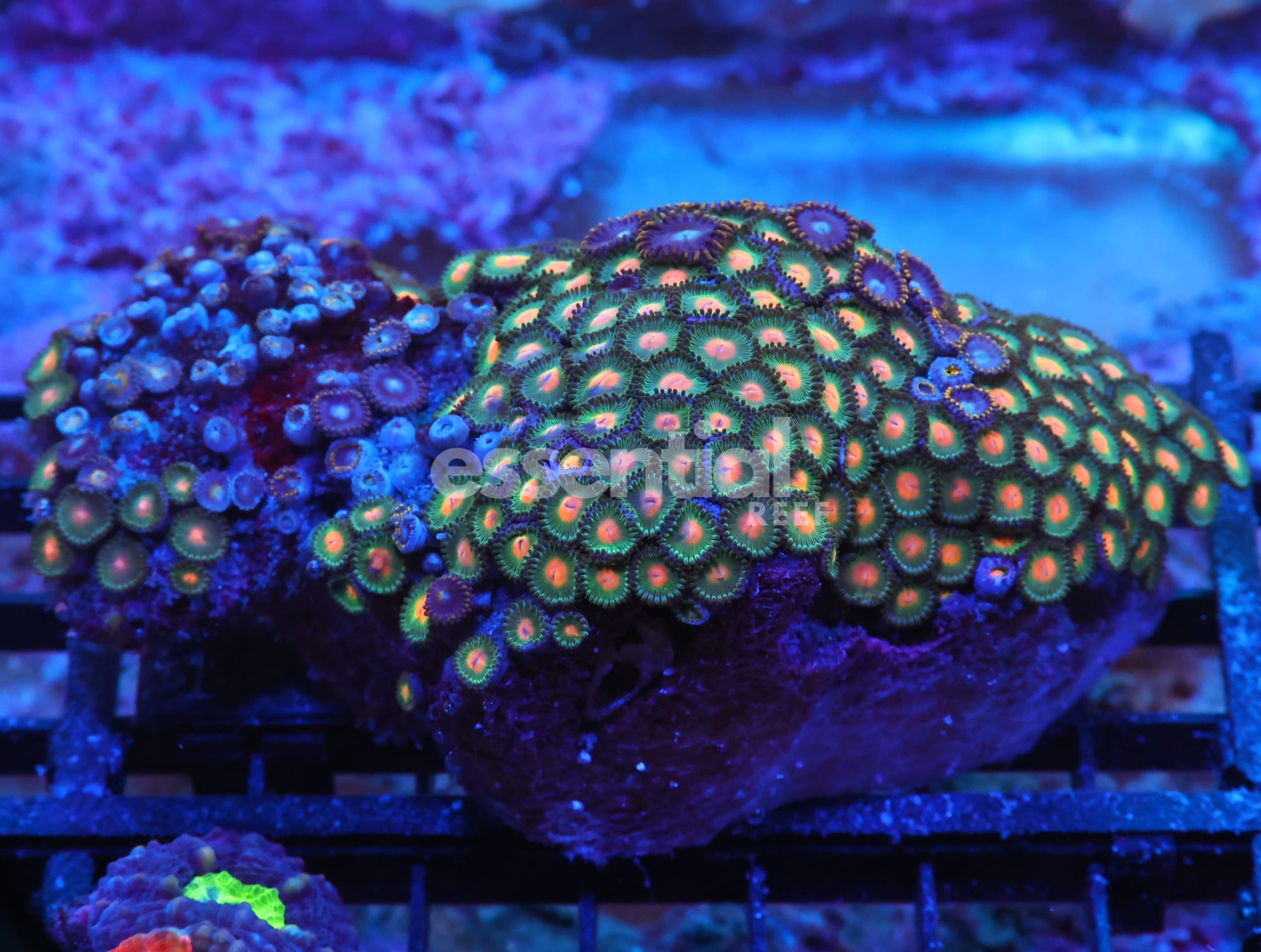 Watermarked - X104 - INDO ORANGE EYE ZOA