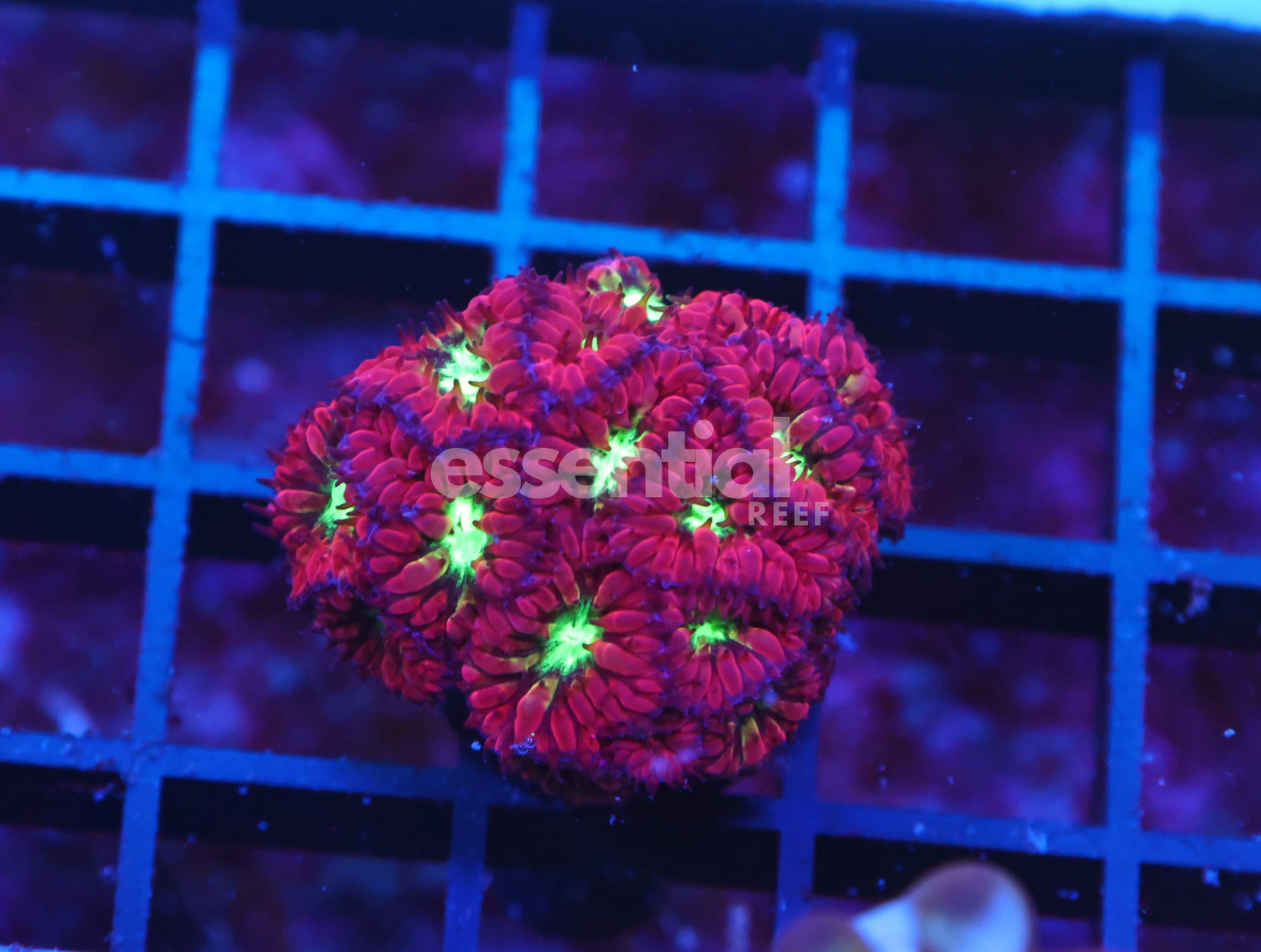 Watermarked - X132 - Indo Blasto Merletti