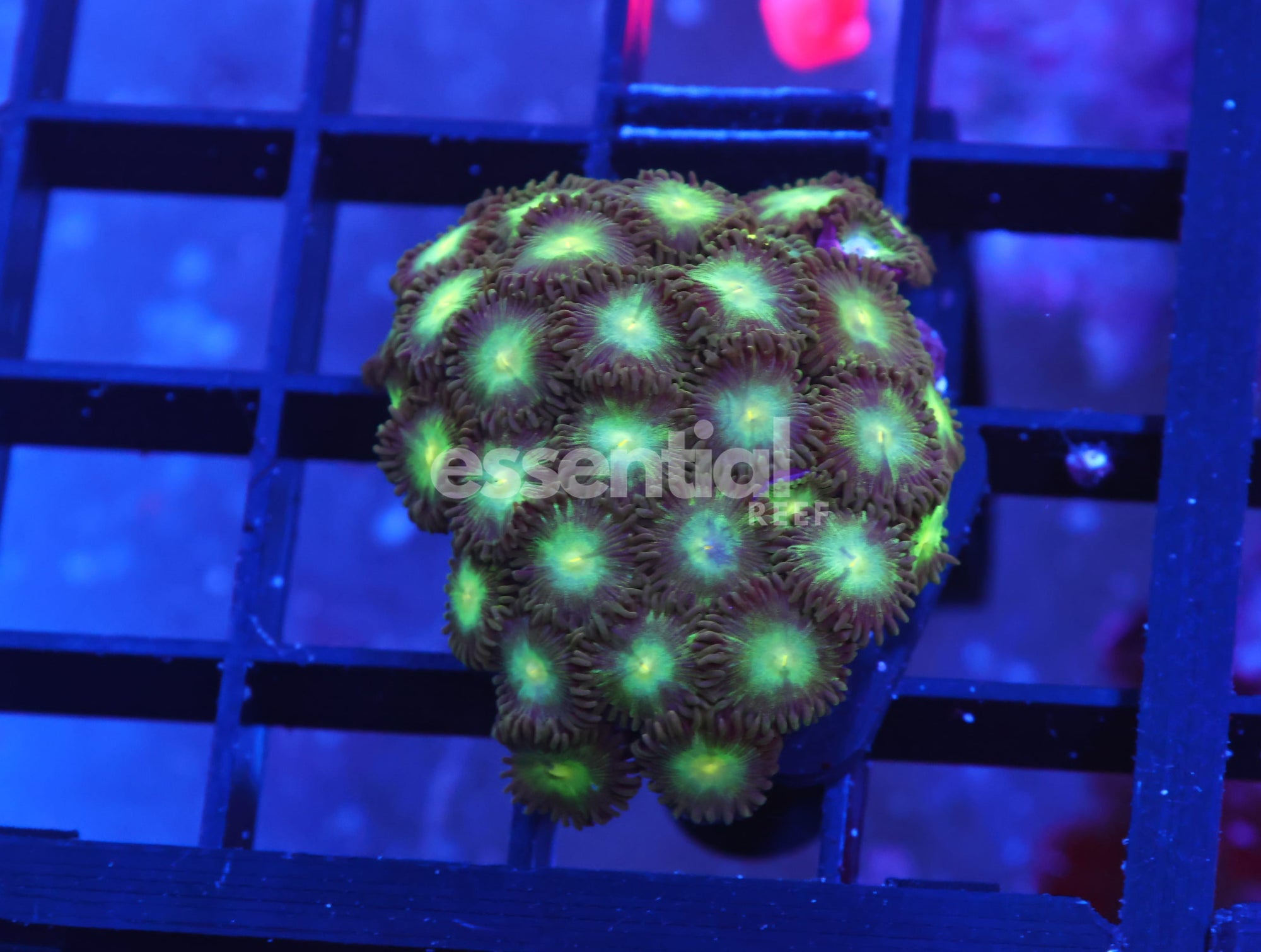 Watermarked - X106 - INDO NEON STAR ZOA