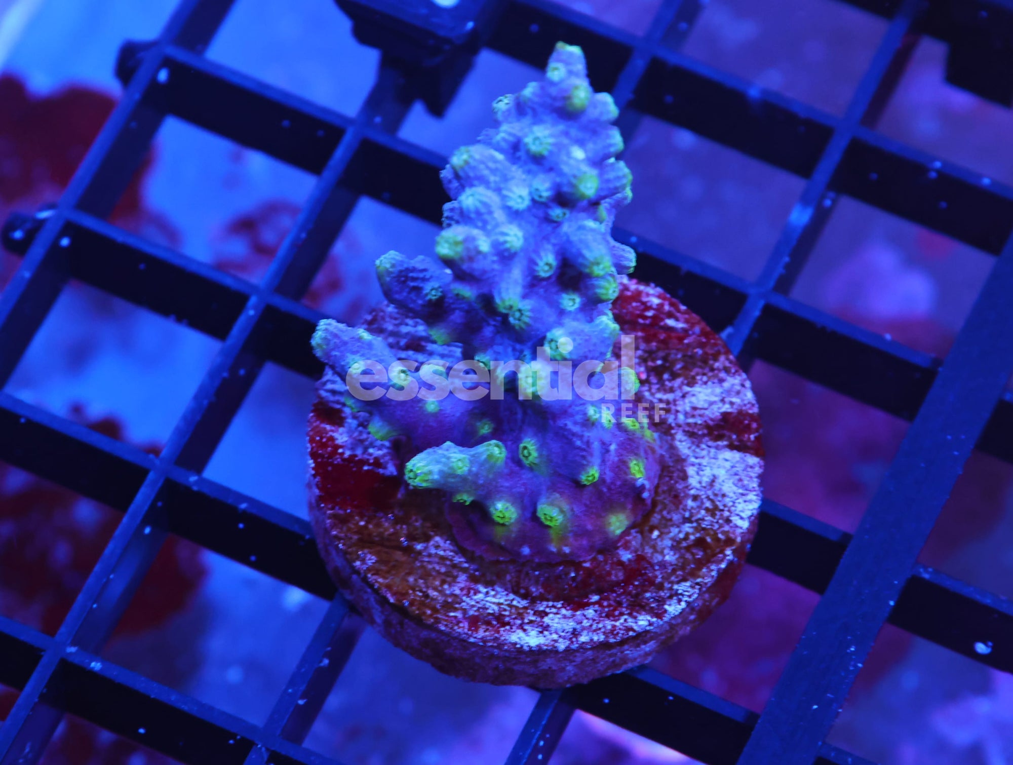 Watermarked - X107 - AUSSIE BRANCHING CYPHASTREA CULTURED