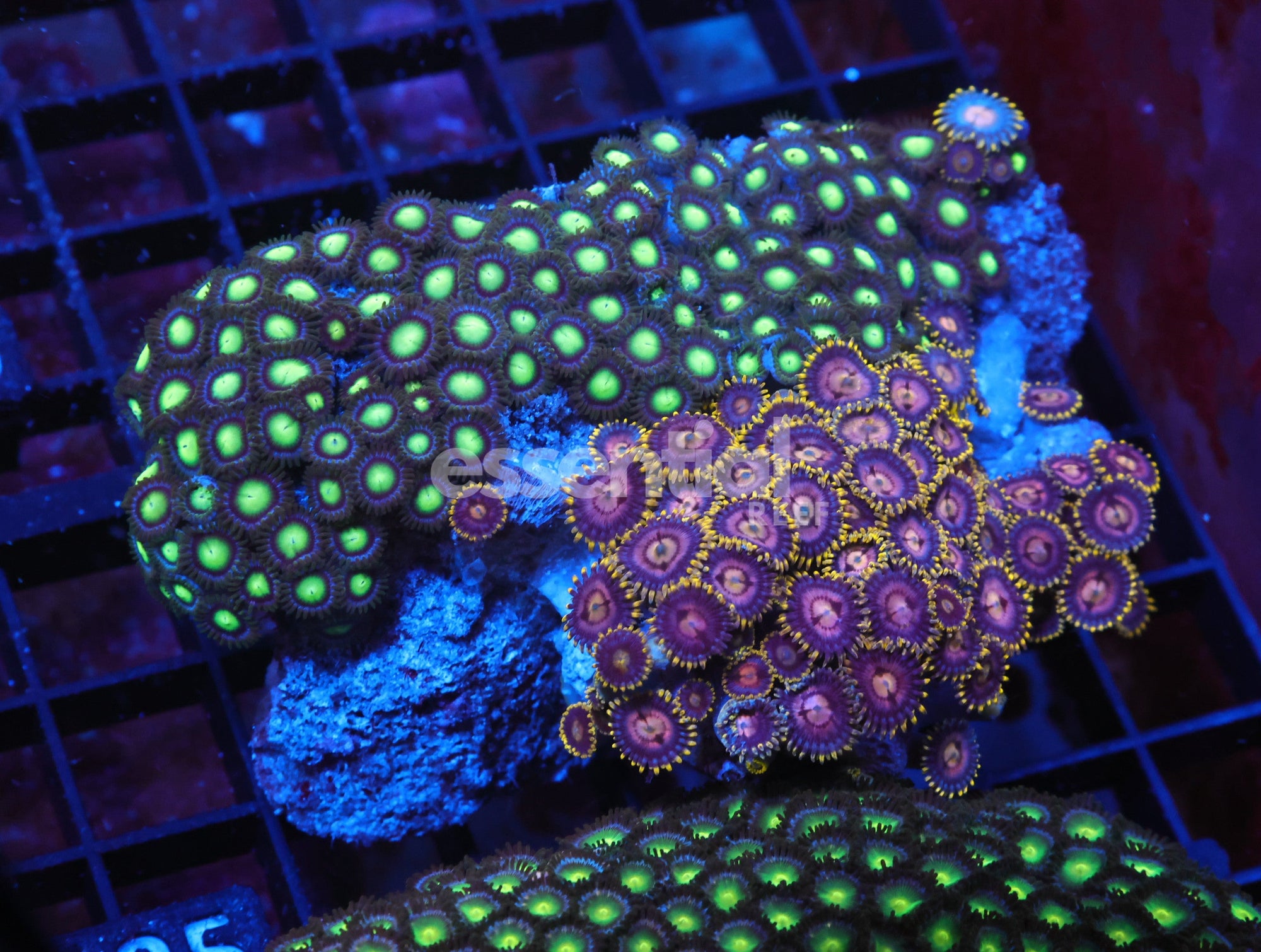 Watermarked - X125 - Indo Combo Zoa Rock