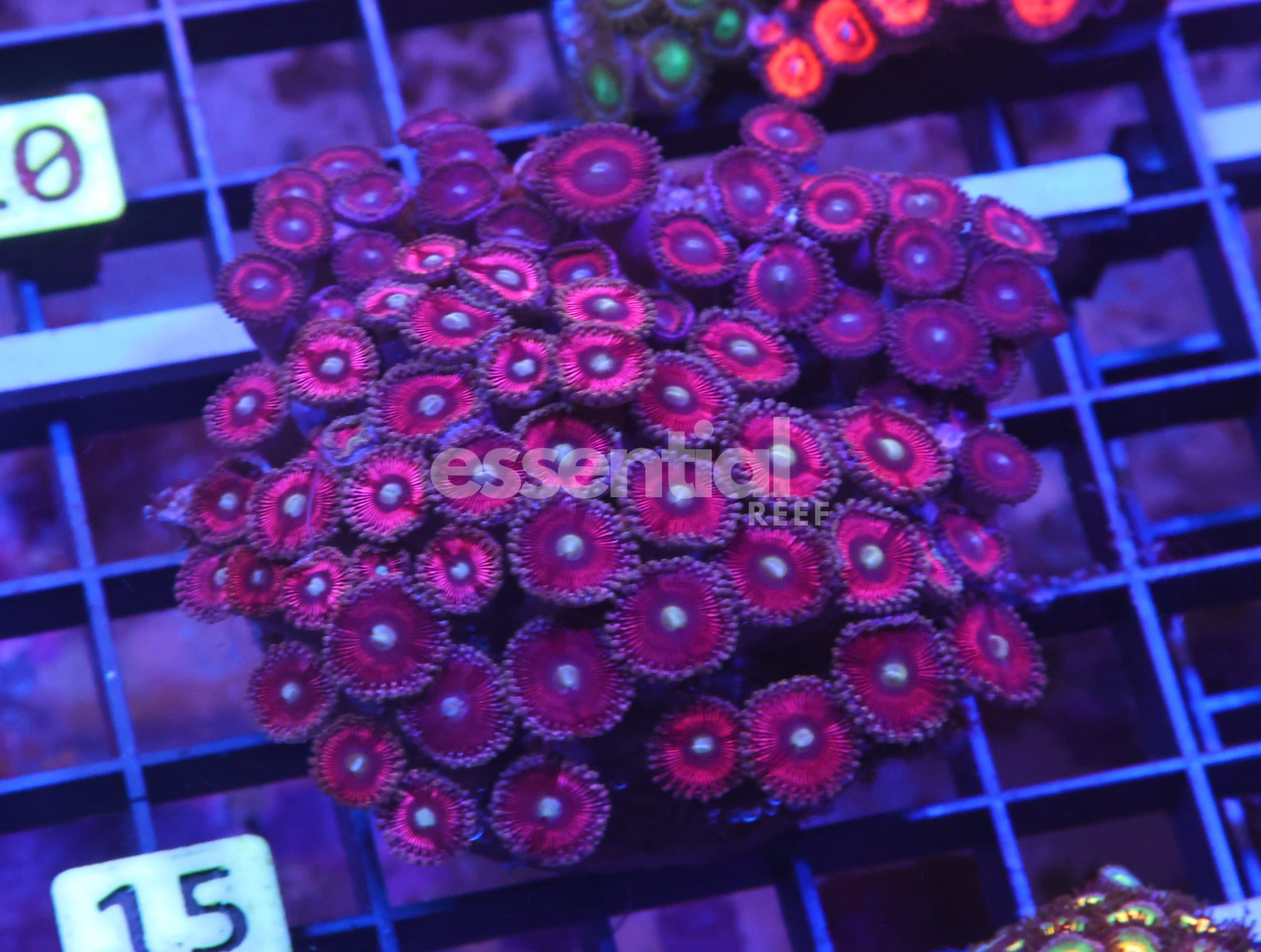 Watermarked - X15 - Indo Pink Passion Zoa