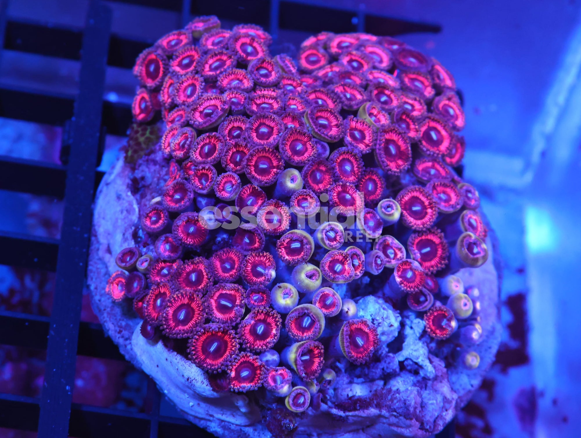 Watermarked - X110 - INDO PINK PASSION ZOA