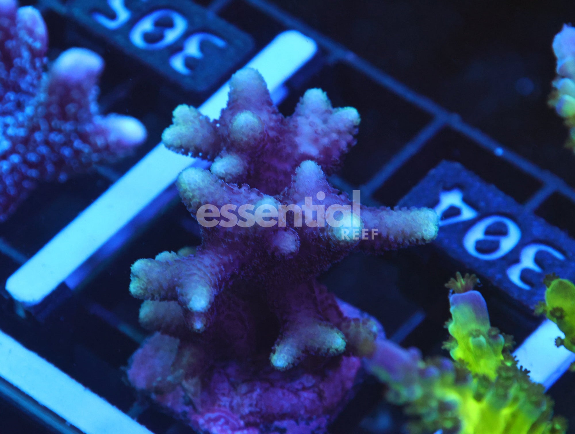 Watermarked - O304 - SDC Pinkalicious Seriatopora