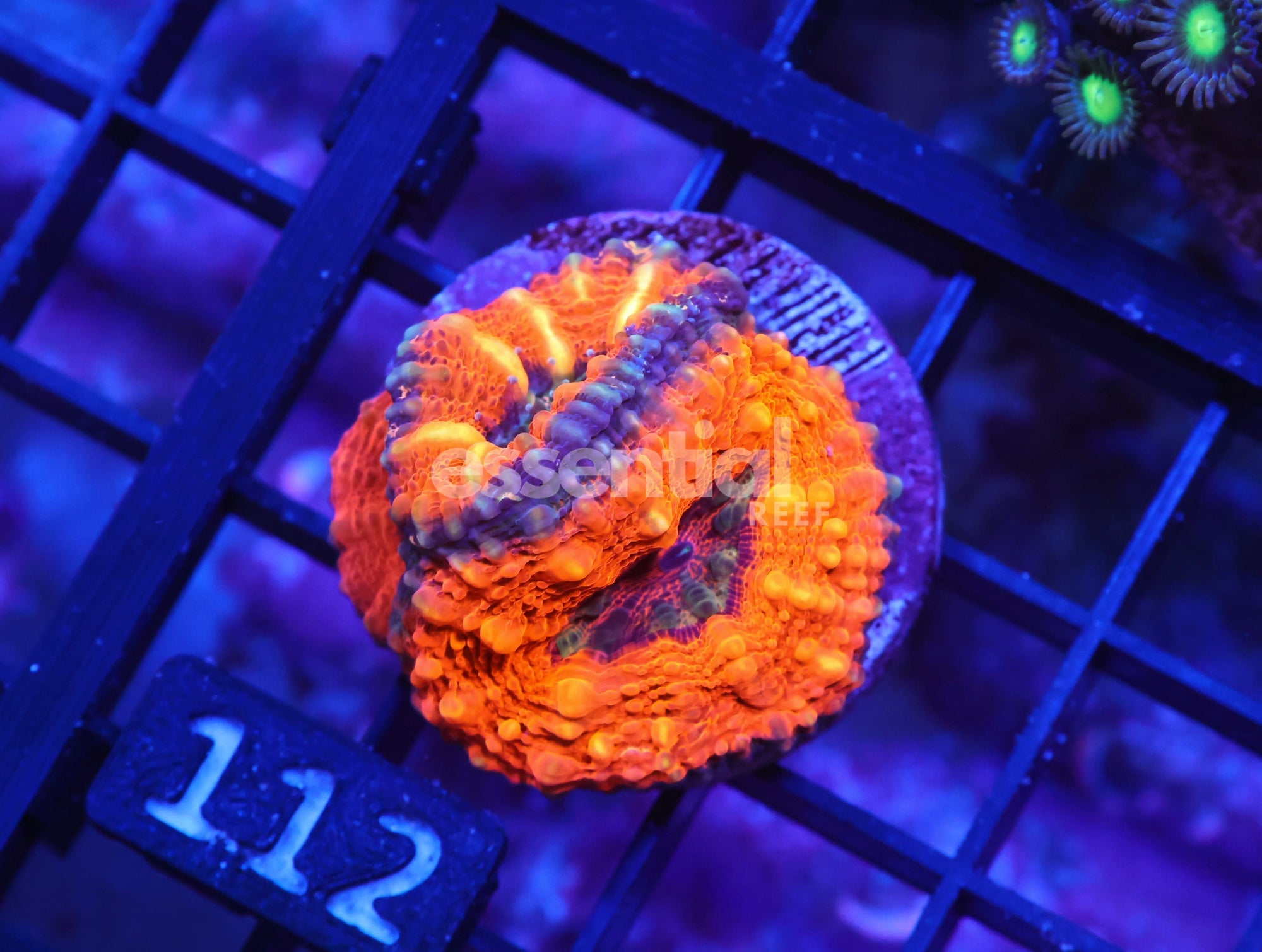 Watermarked - X112 - CAPTIVE SPAWN LOBO