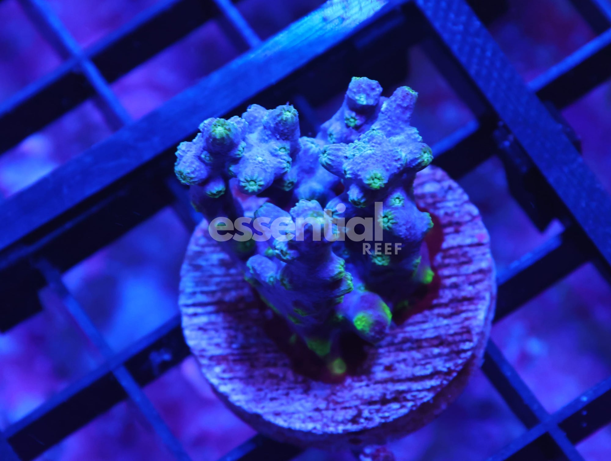 Watermarked - X113 - AUSSIE BRANCHING CYPHASTREA CULTURED