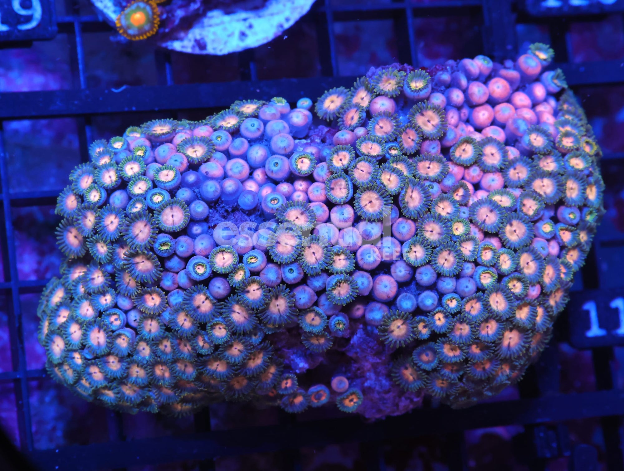 Watermarked - X114 - INDO PASTEL EYE ZOA