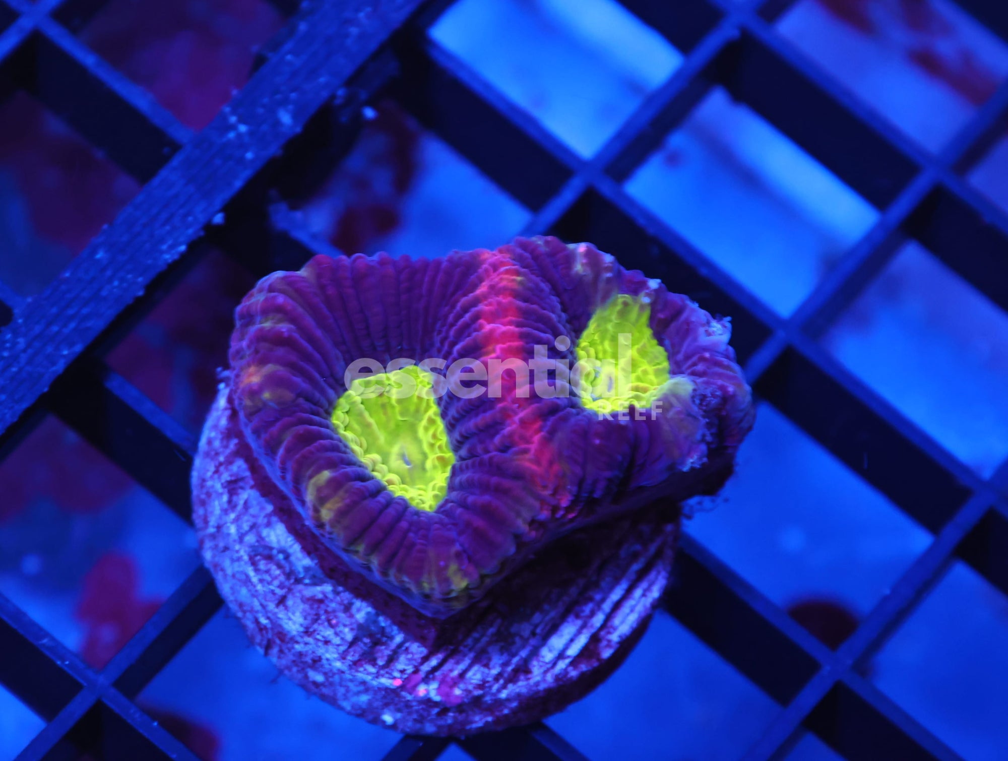 Watermarked - X115 - DRAGON SOUL FAVIA CULTURED