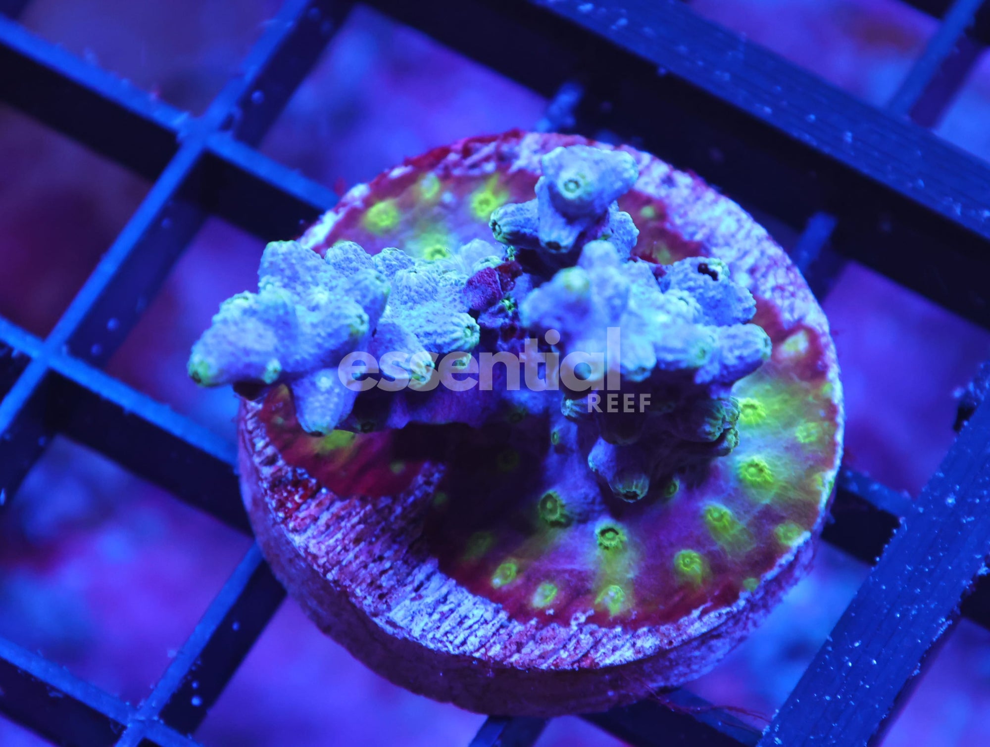 Watermarked - X116 - AUSSIE BRANCHING CYPHASTREA CULTURED