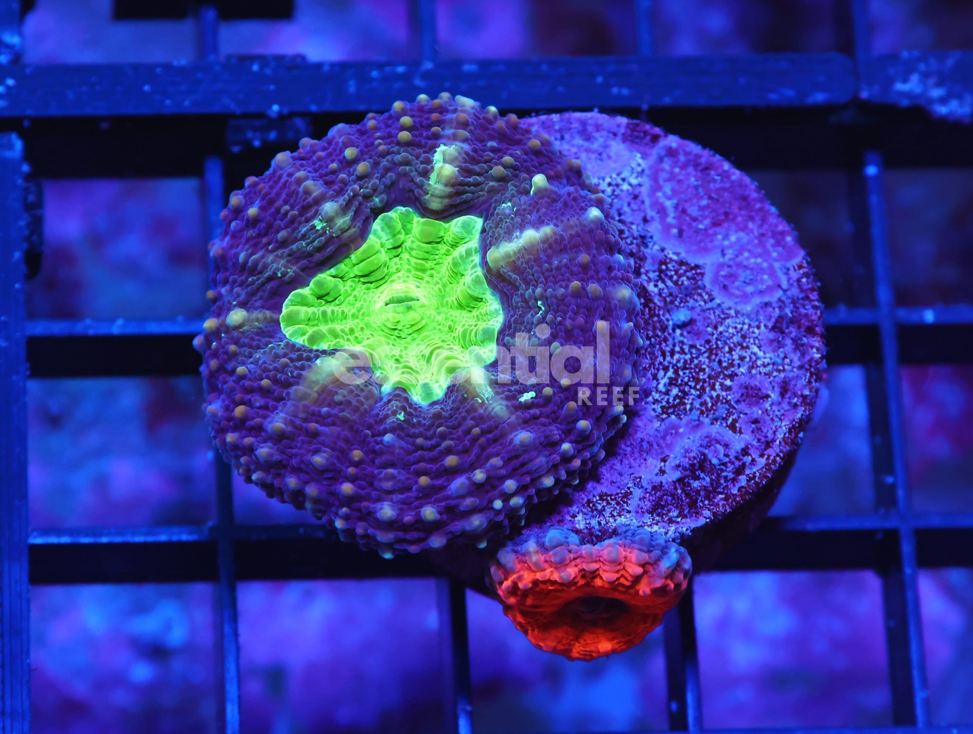 Watermarked - X118 - CAPTIVE SPAWN LOBO
