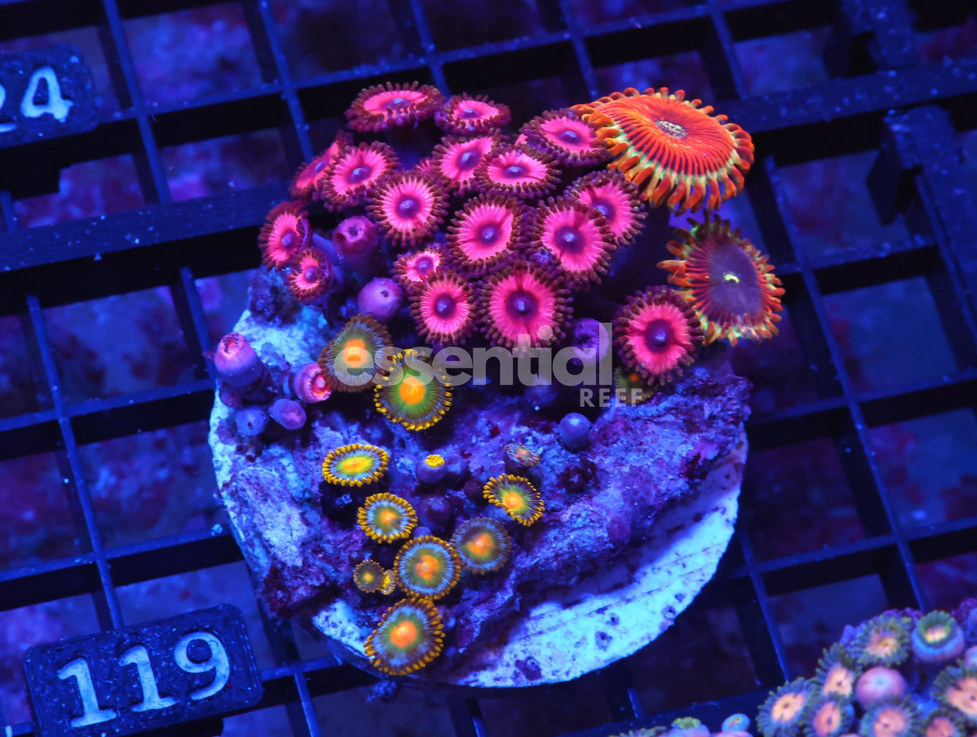 Watermarked - X119 - INDO ULTRA COMBO ZOA CULTURED