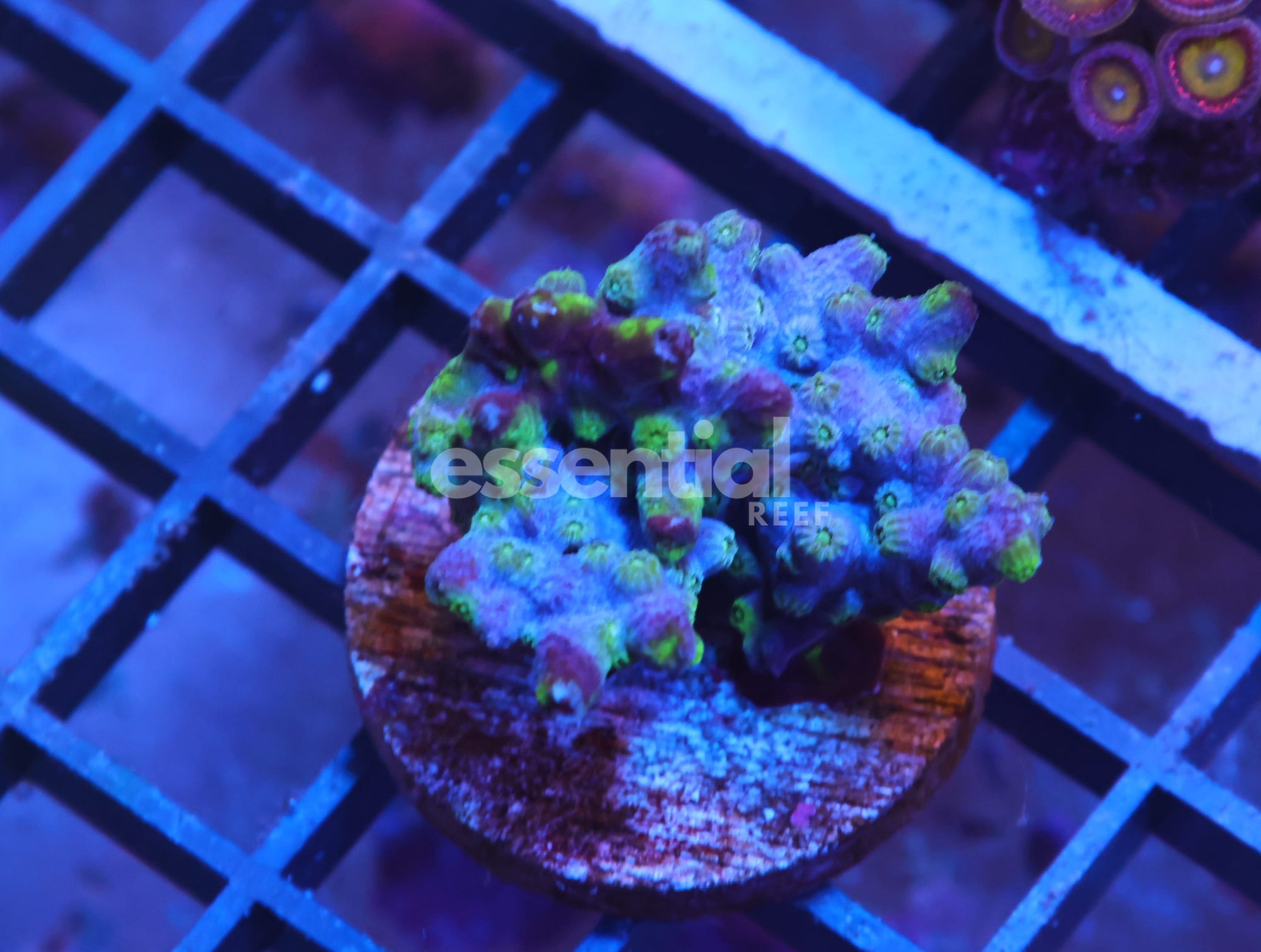 Watermarked - X12 - AUSSIE GOLD RUSH LOBO