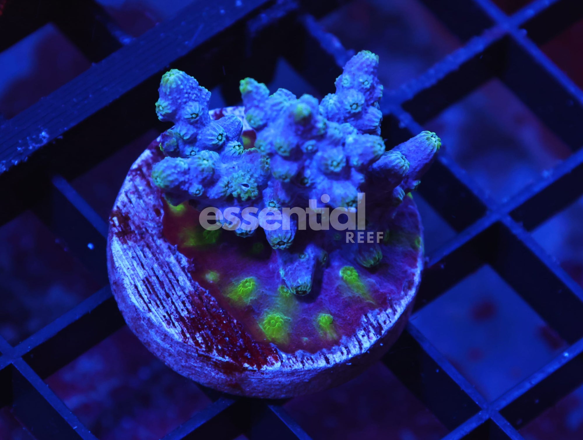 Watermarked - X120 - AUSSIE BRANCHING CYPHASTREA CULTURED