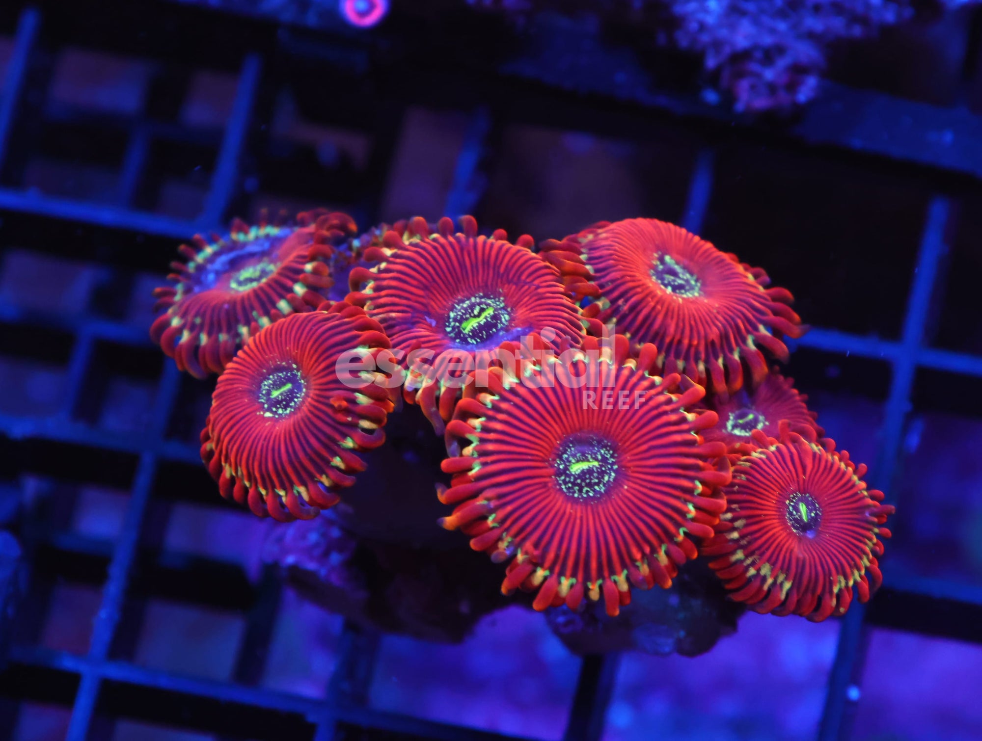 Watermarked - X121 - INDO RED MAGICIAN ZOA