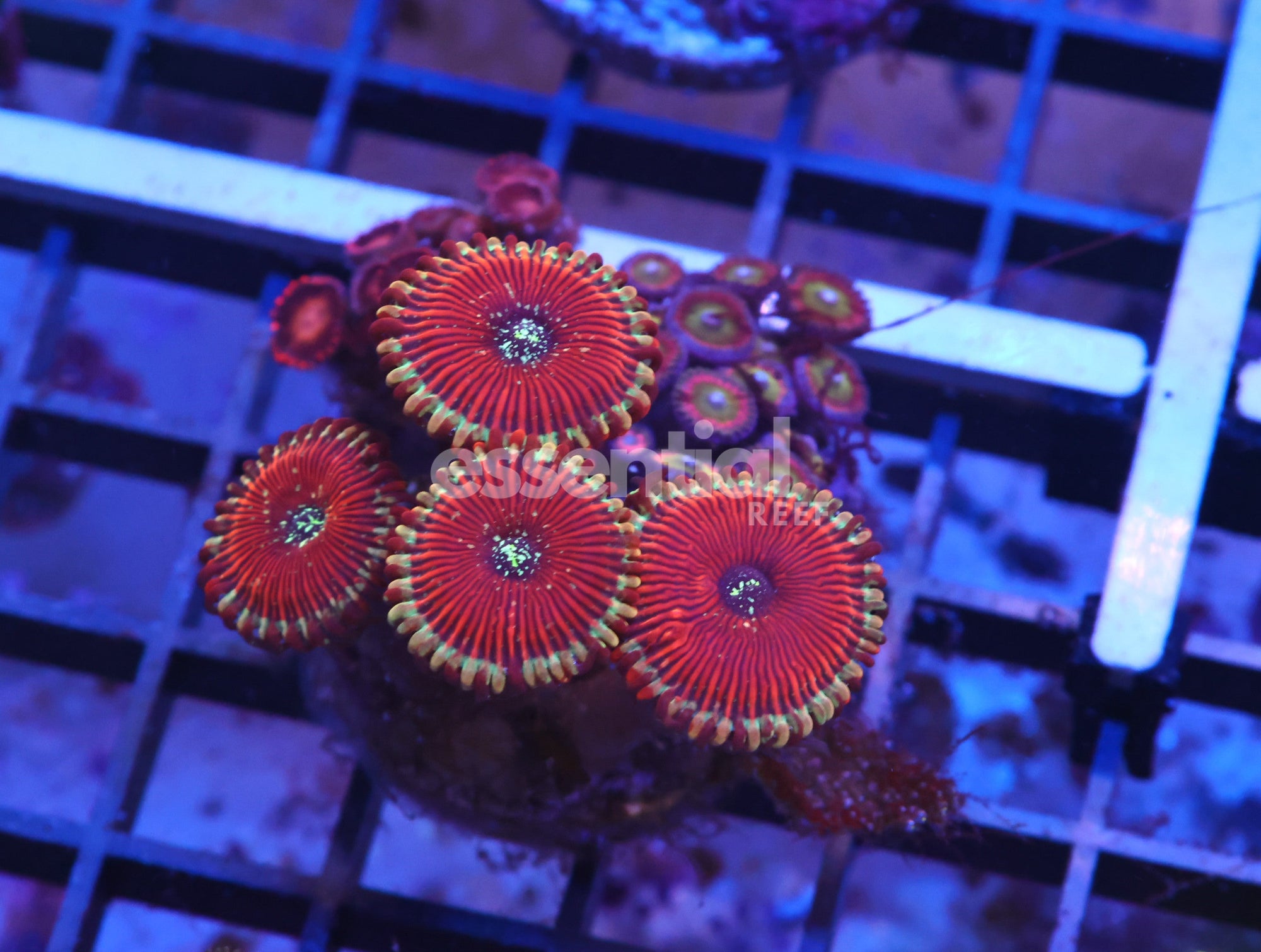 Watermarked - X16 - Indo Ultra Combo Zoa Cultured