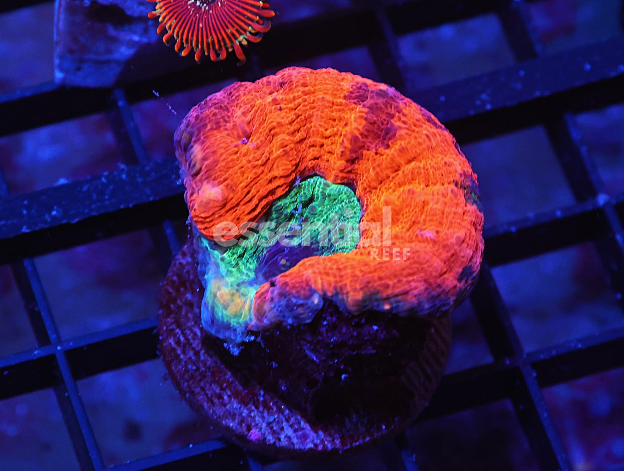 Watermarked - X124 - AUSSIE GOLD RUSH LOBO