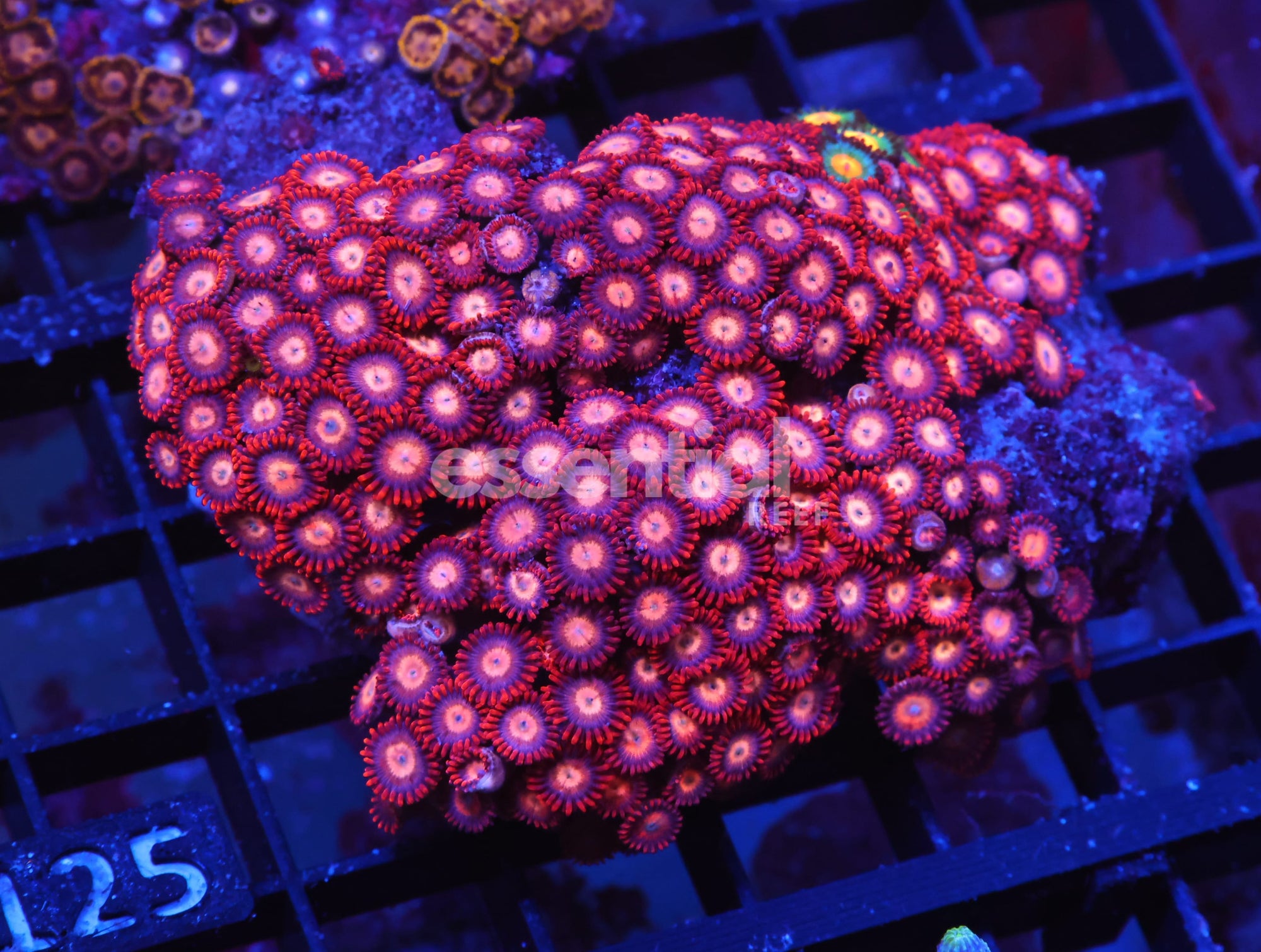 Watermarked - X125 - INDO RED SKIRT ZOA