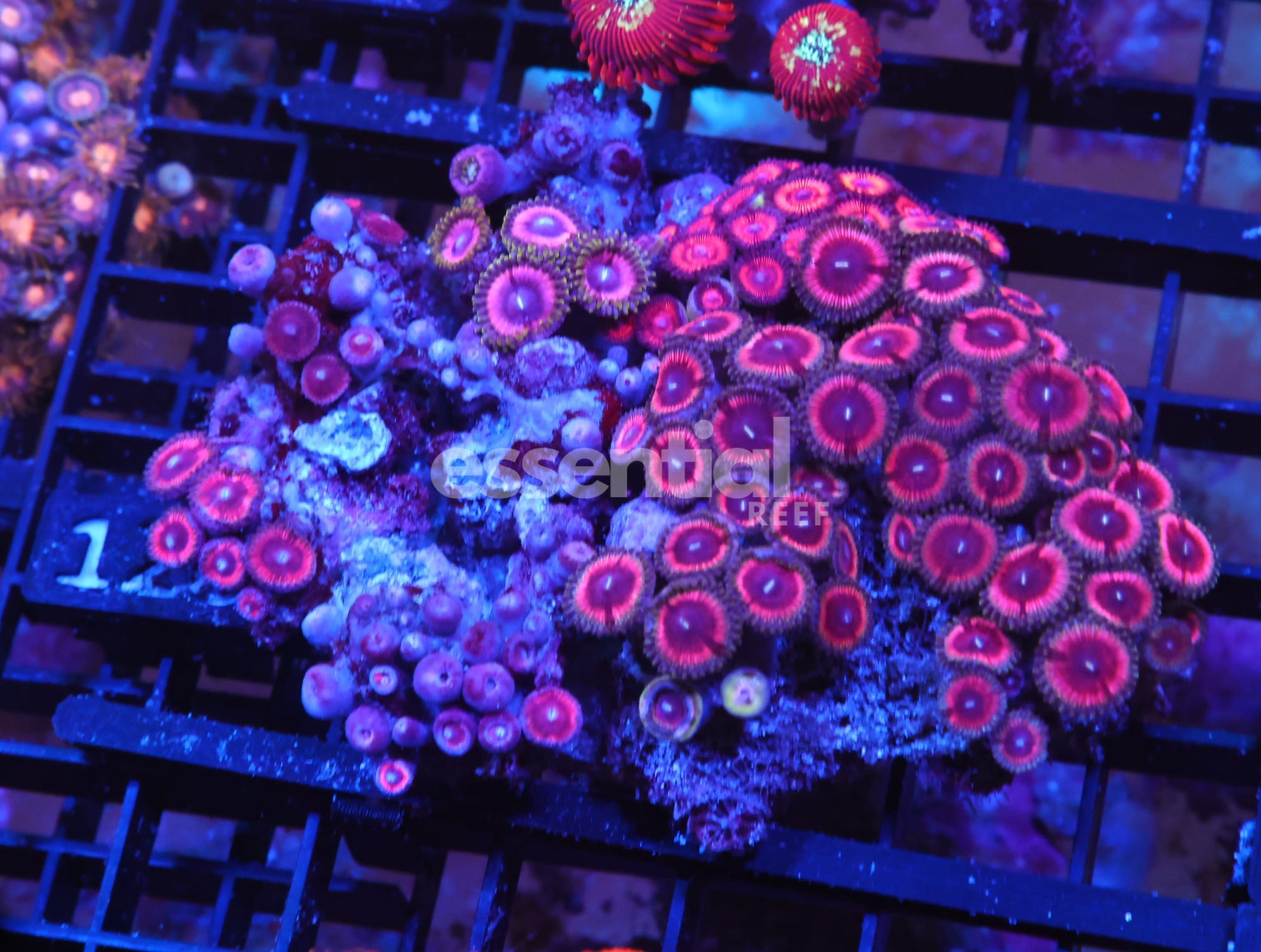 Watermarked - X126 - INDO PINK PASSION ZOA