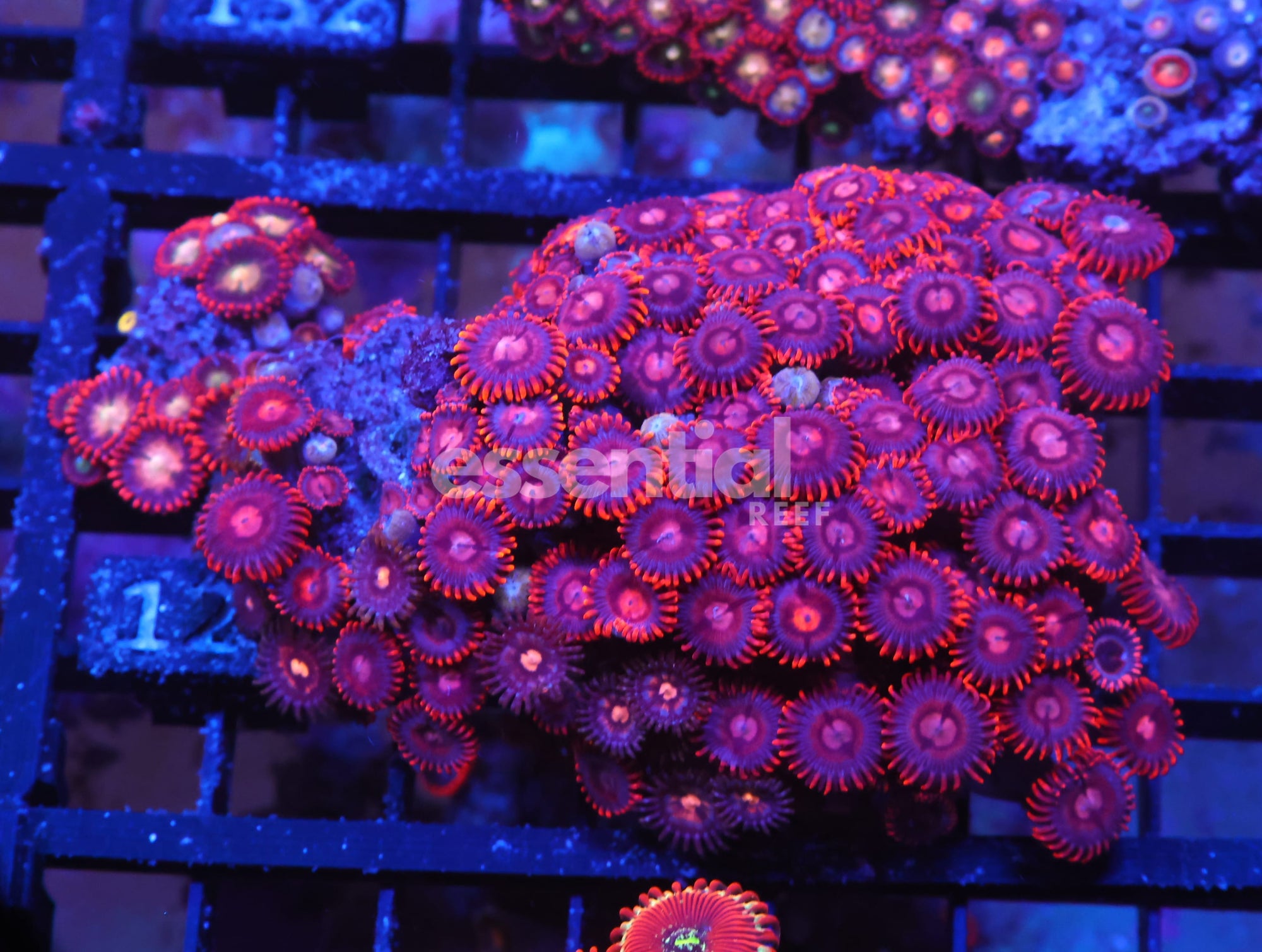 Watermarked - X127 - INDO RED SKIRT ZOA