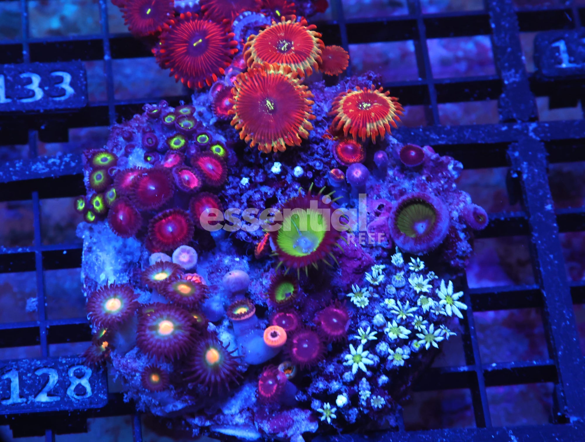 Watermarked - X128 - INDO ULTRA COMBO ZOA CULTURED