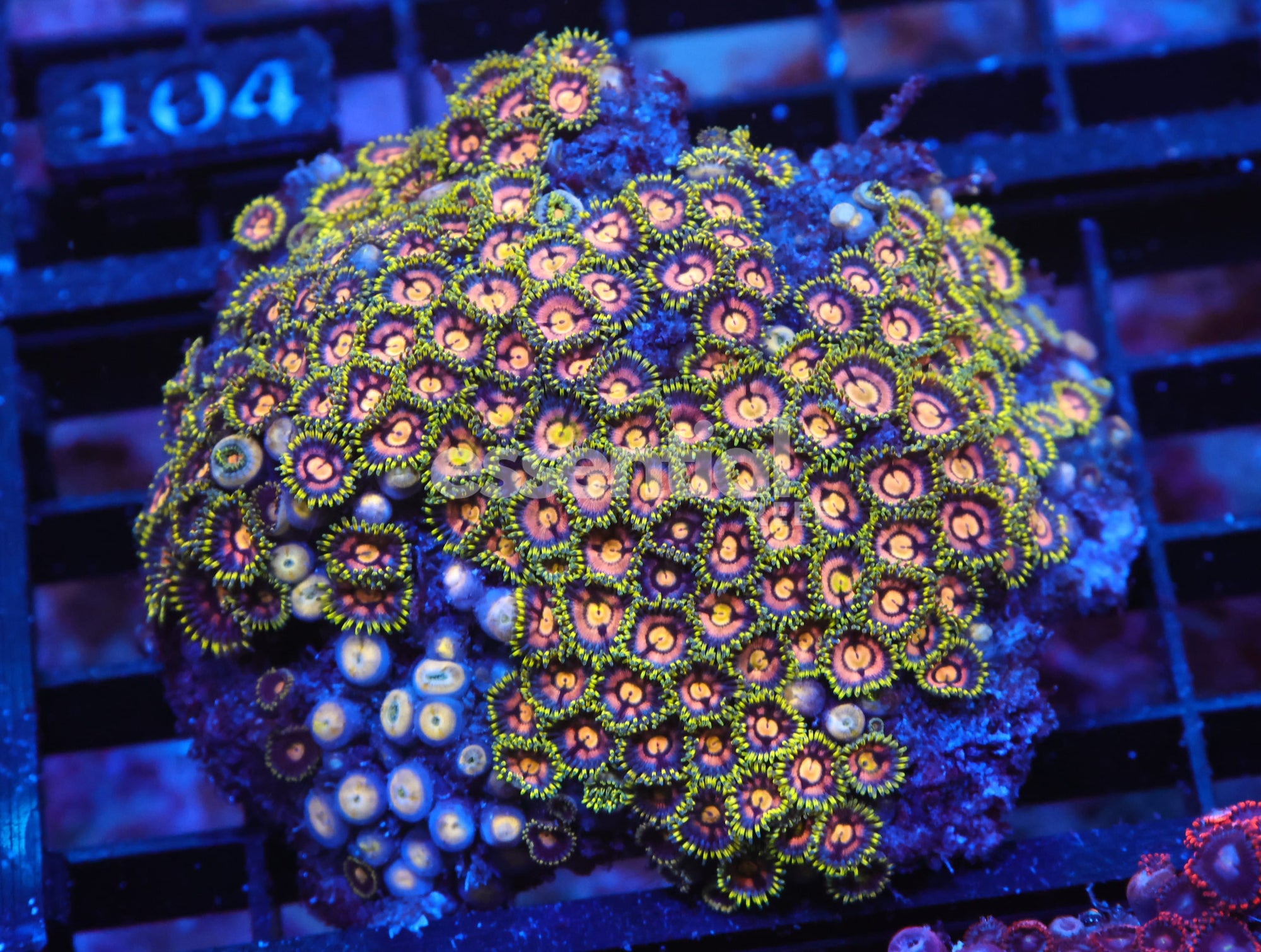 Watermarked - X99 - INDO GRASSLAND ZOA