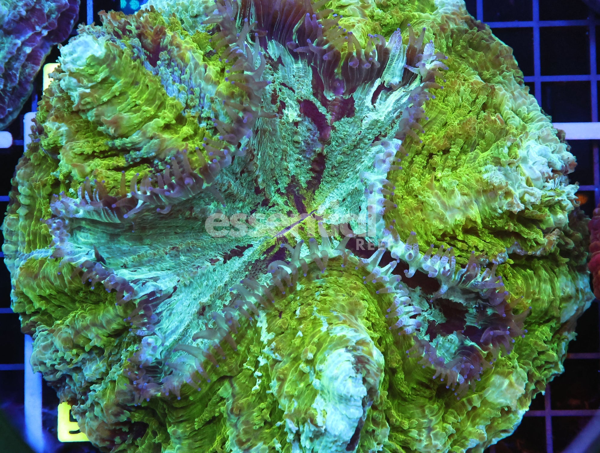 Watermarked - B52 -MALAYSIAN RIVER MONSTER ACANTHOPHYLLIA