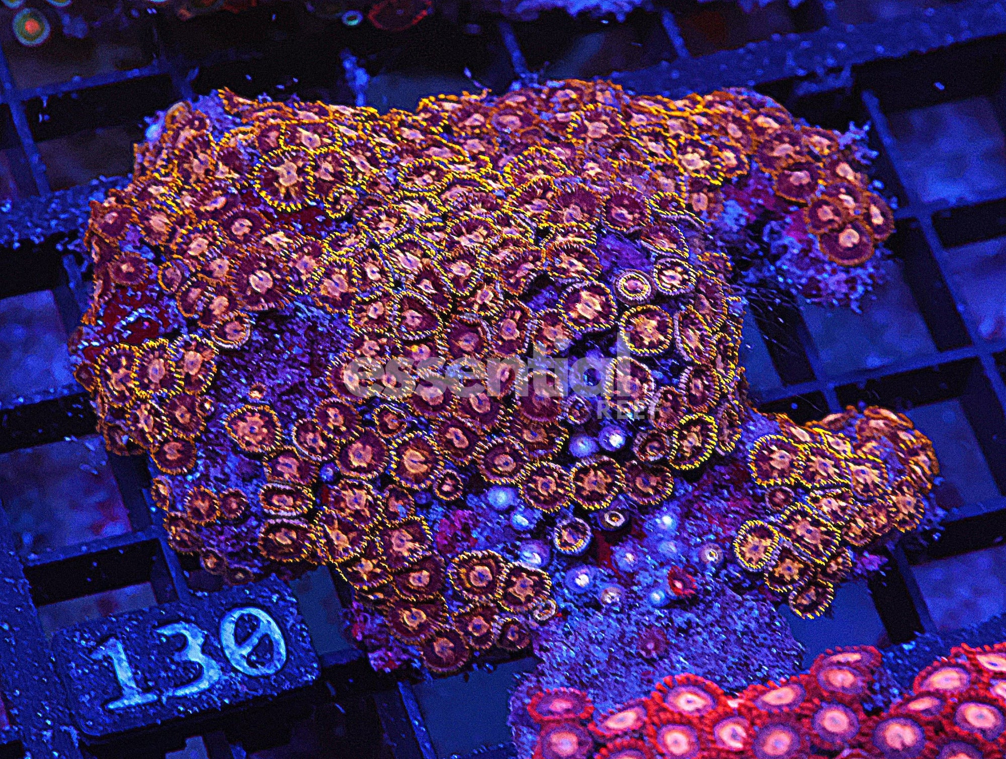 Watermarked - X130 - INDO COMBO ZOA ROCK