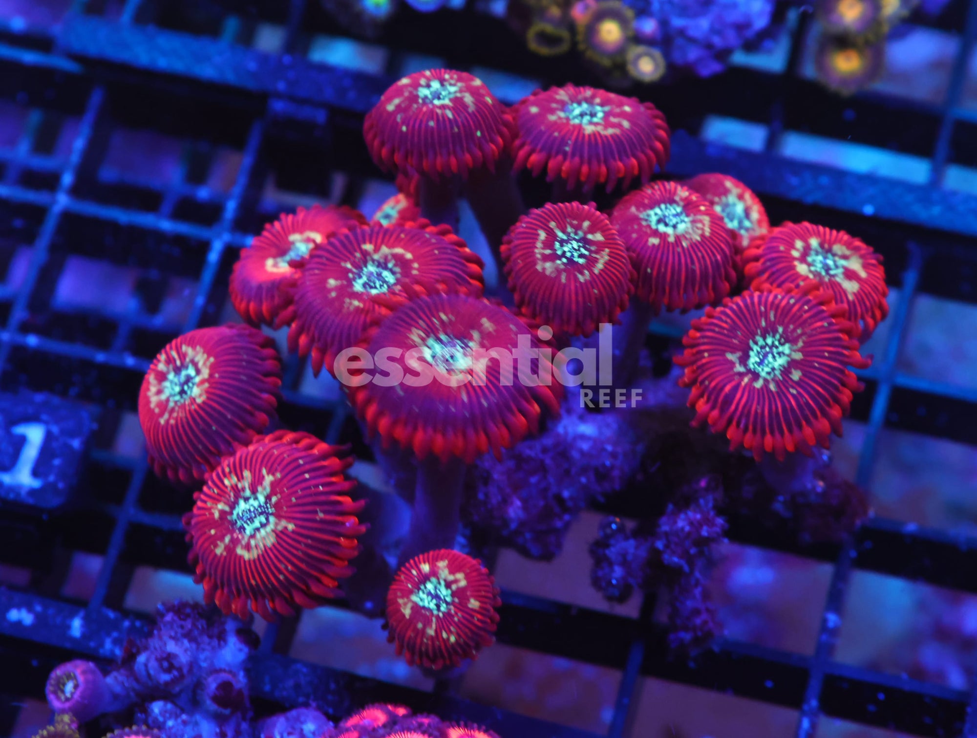 Watermarked - X131 - INDO RED MAGICIAN ZOA