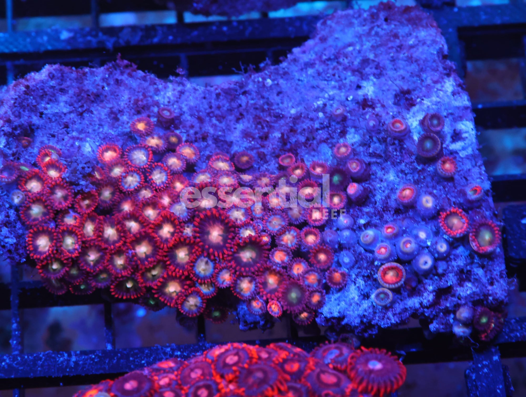 Watermarked - X132 - INDO RED SKIRT ZOA