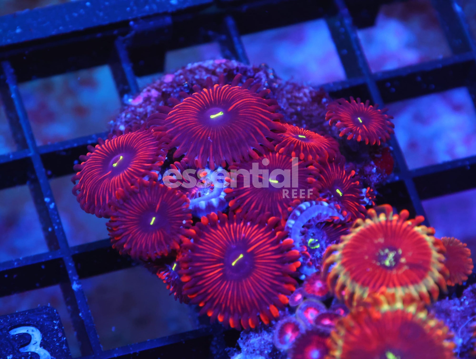 Watermarked - X133 - INDO RED MAGICIAN ZOA