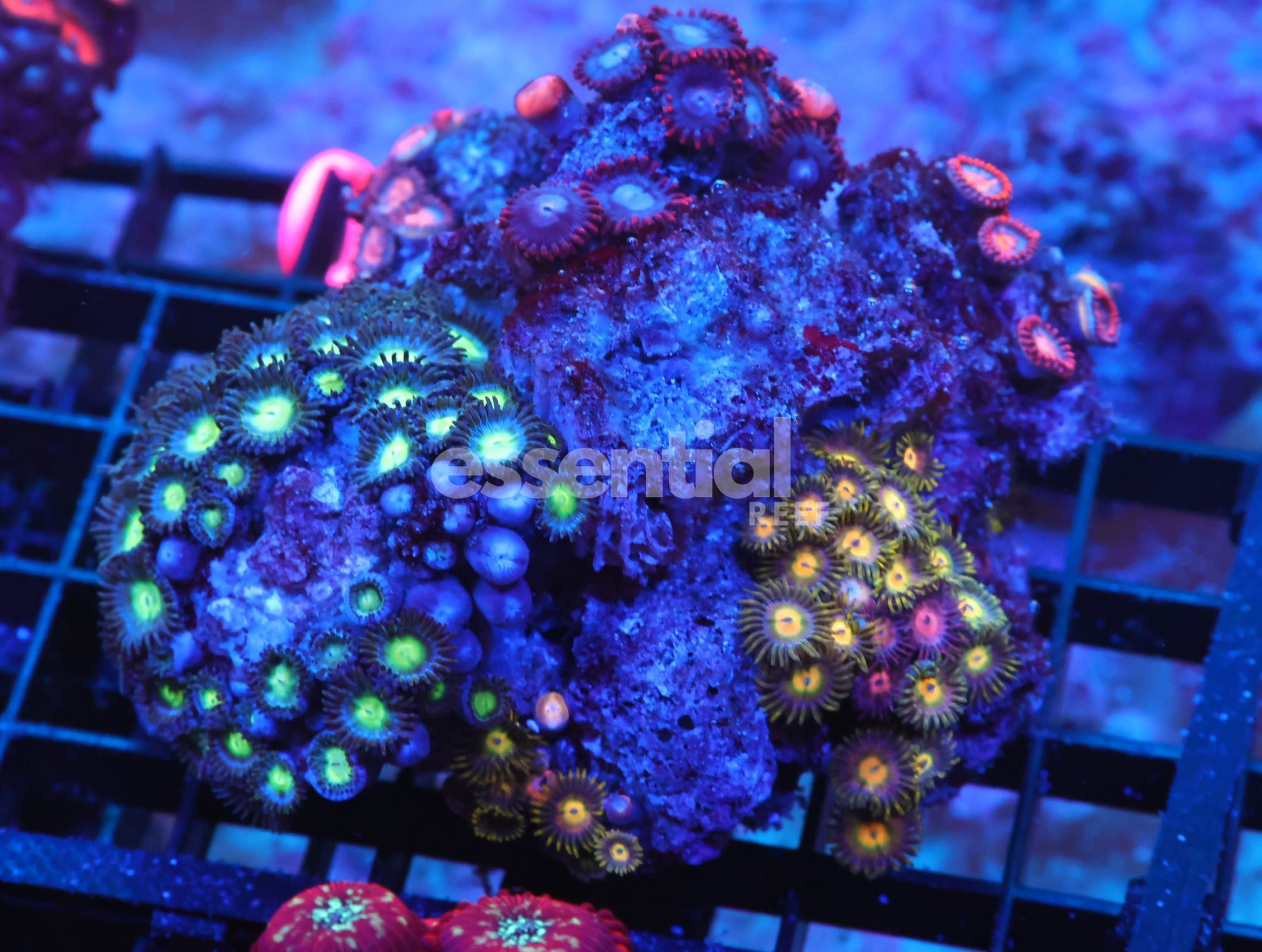 Watermarked - X136 - INDO COMBO ZOA ROCK