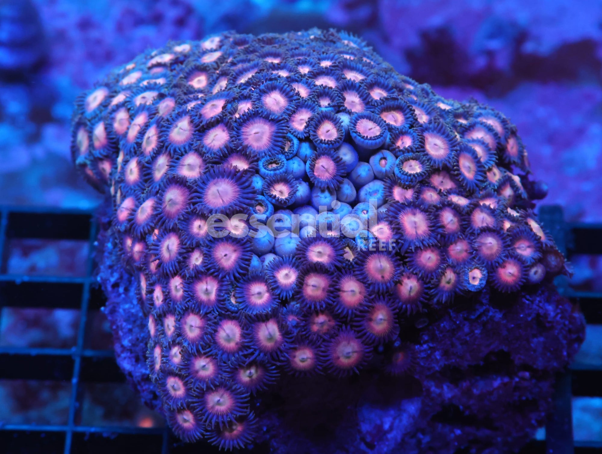 Watermarked - X137 - INDO GENDER REVEAL ZOA