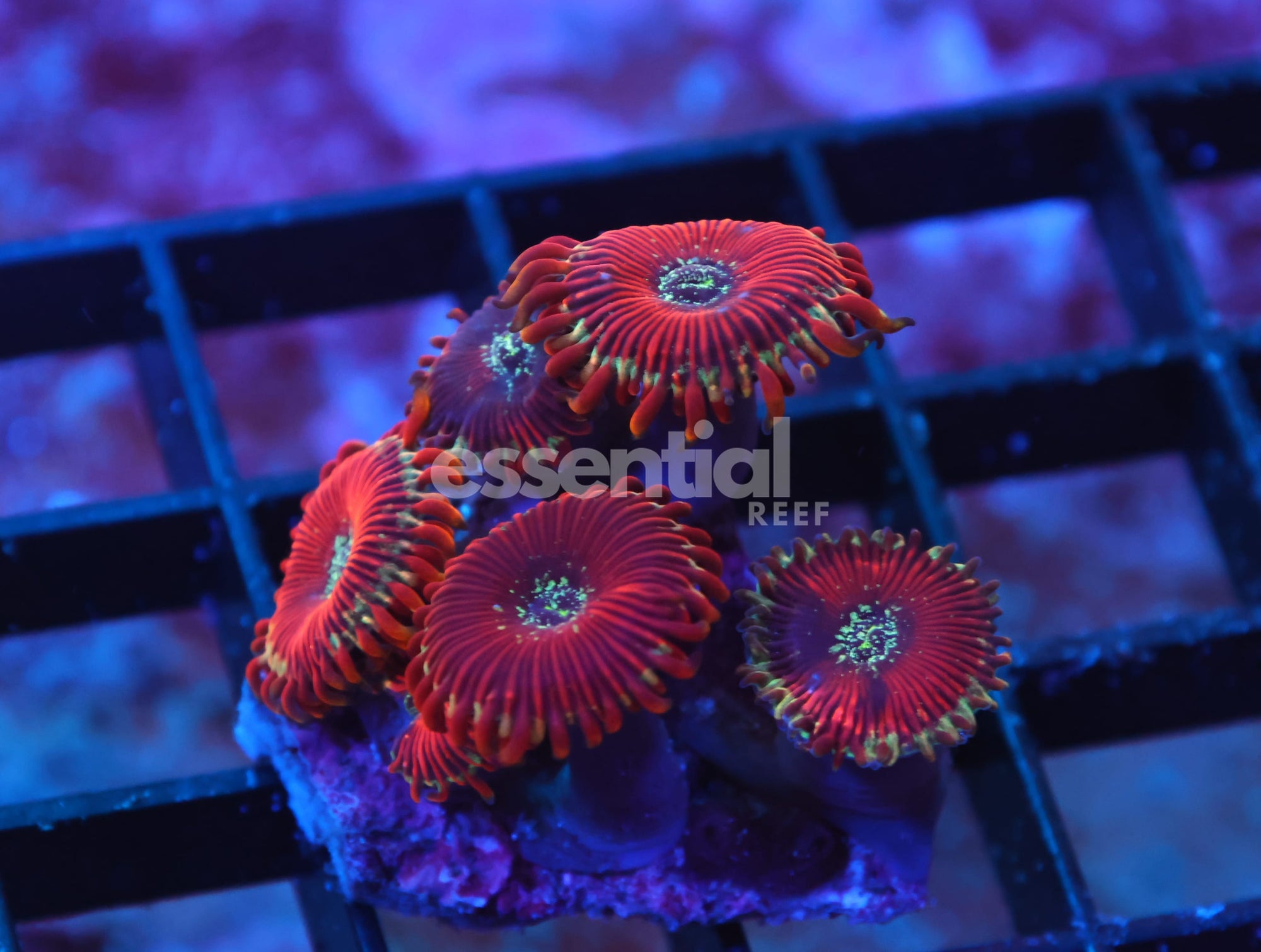 Watermarked - X138 - INDO RED MAGICIAN ZOA