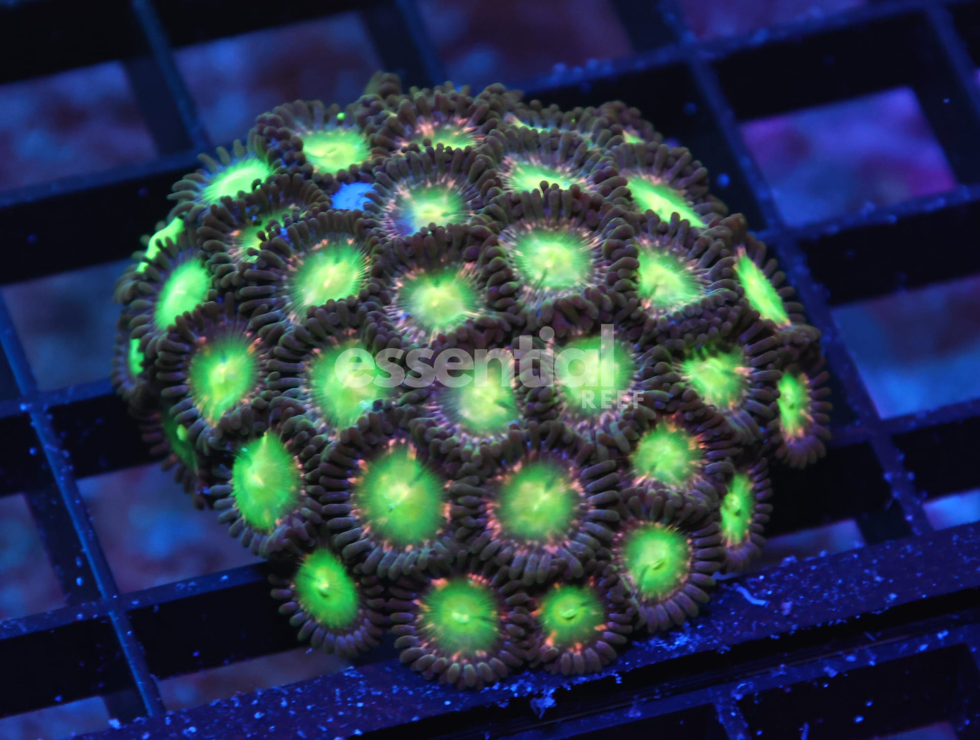 Watermarked - X139 - INDO APPLE EYE ZOA