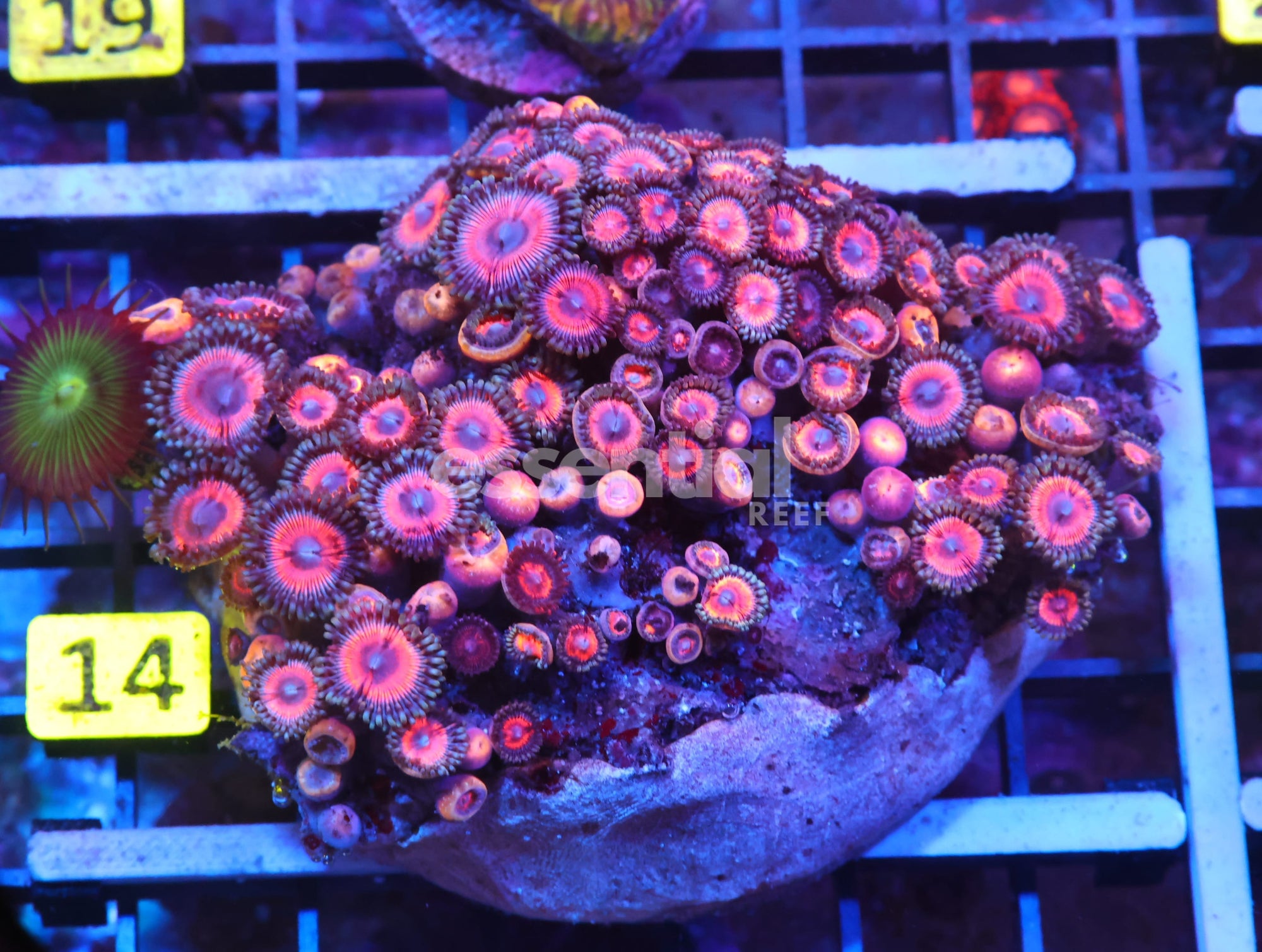 Watermarked - X14 - INDO COMBO ZOA ROCK