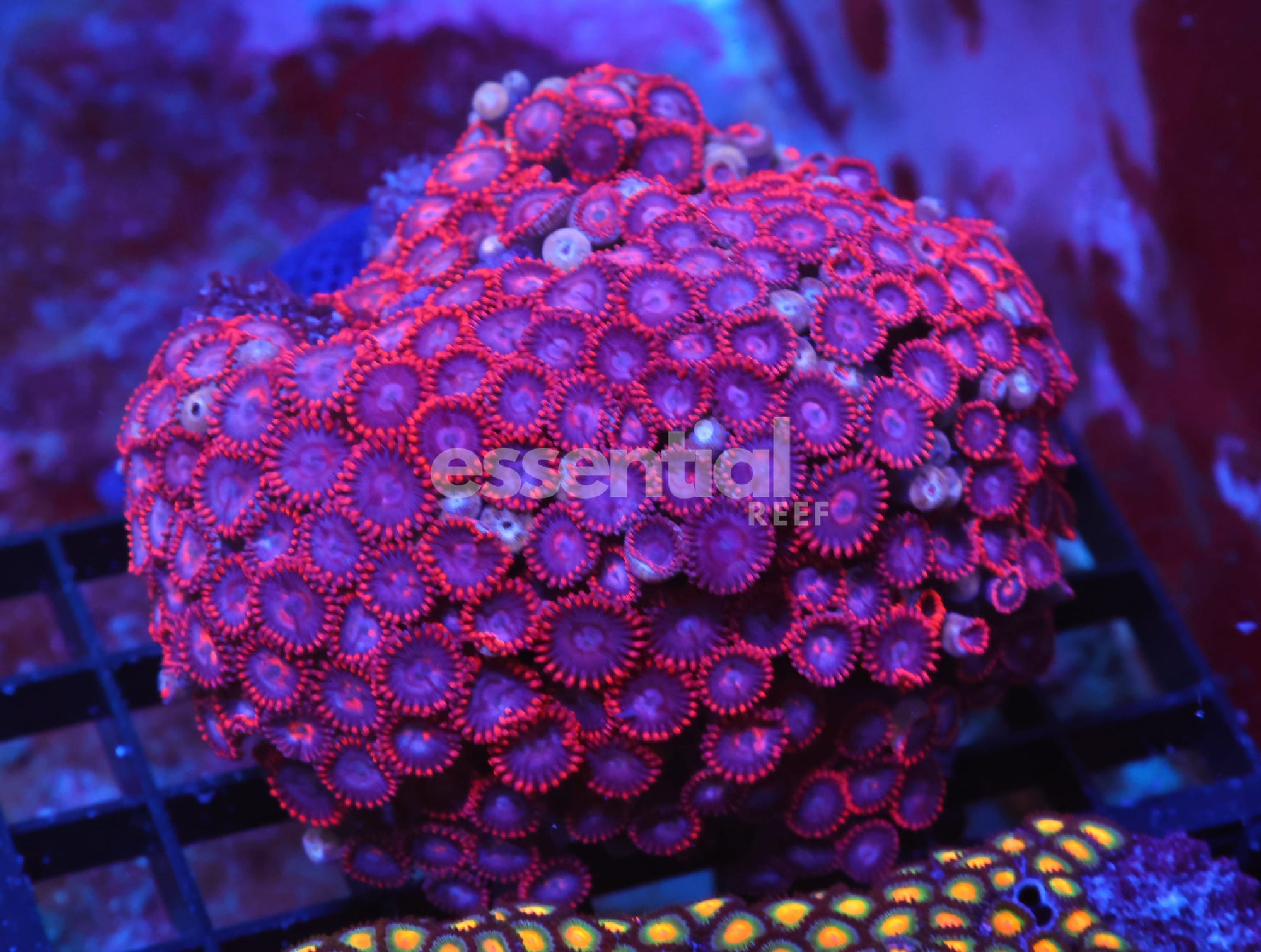 Watermarked - X140 - INDO RED SKIRT ZOA