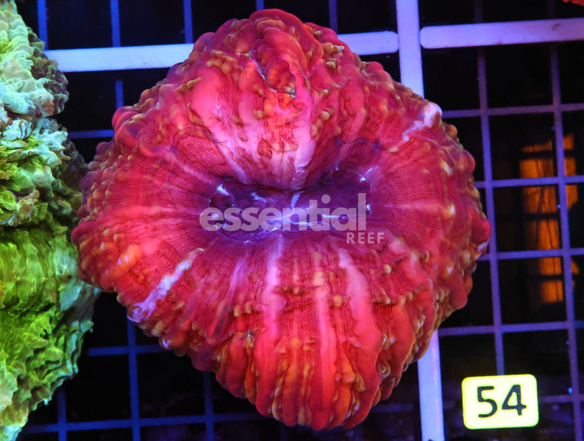 Watermarked - B53 -INDO CRIMSON JEWEL CYNARINA
