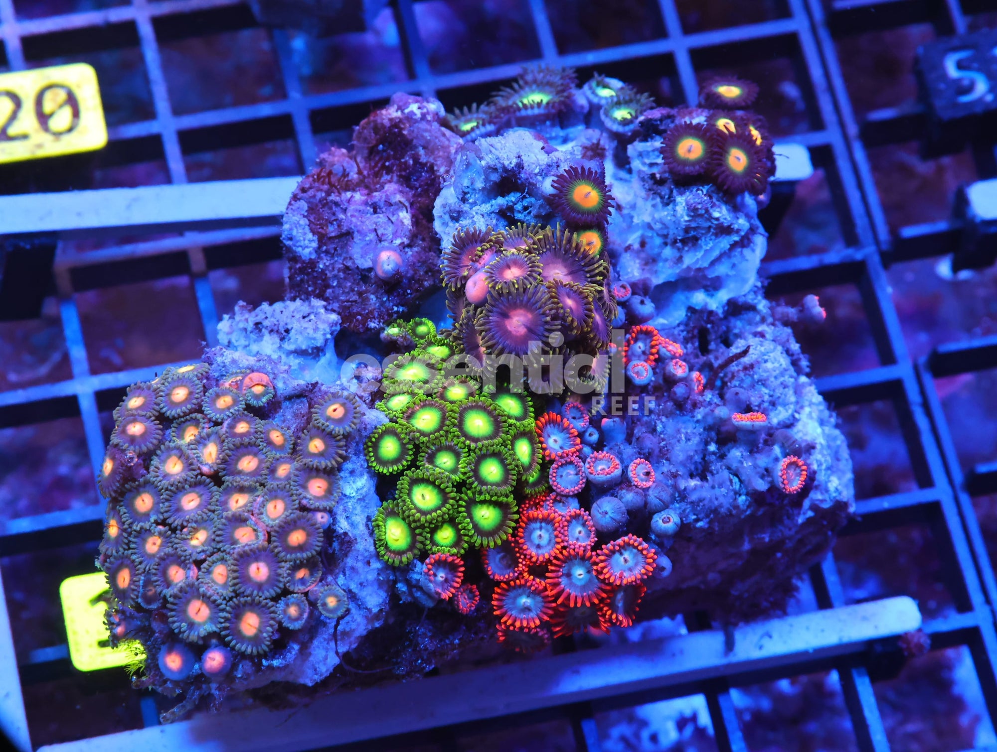Watermarked - X15 - INDO PINK NEON EYE