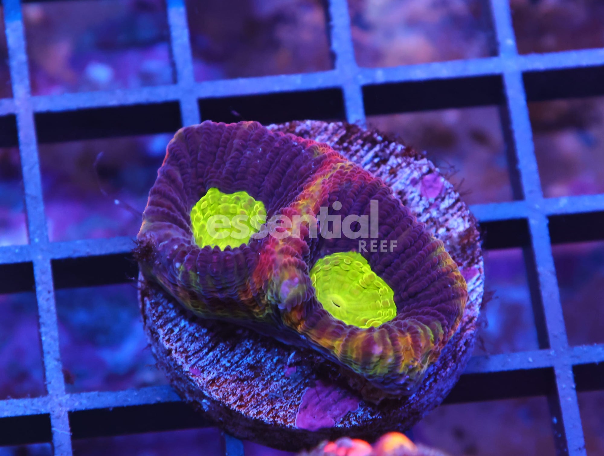 Watermarked - X19 - DRAGON SOUL FAVIA CULTURED