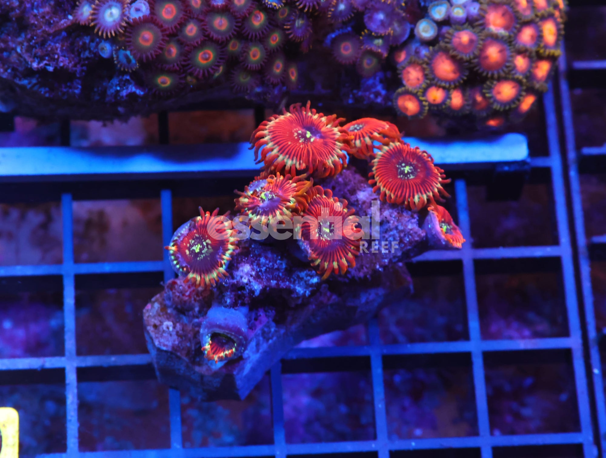 Watermarked - X20 - INDO RED MAGICIAN ZOA