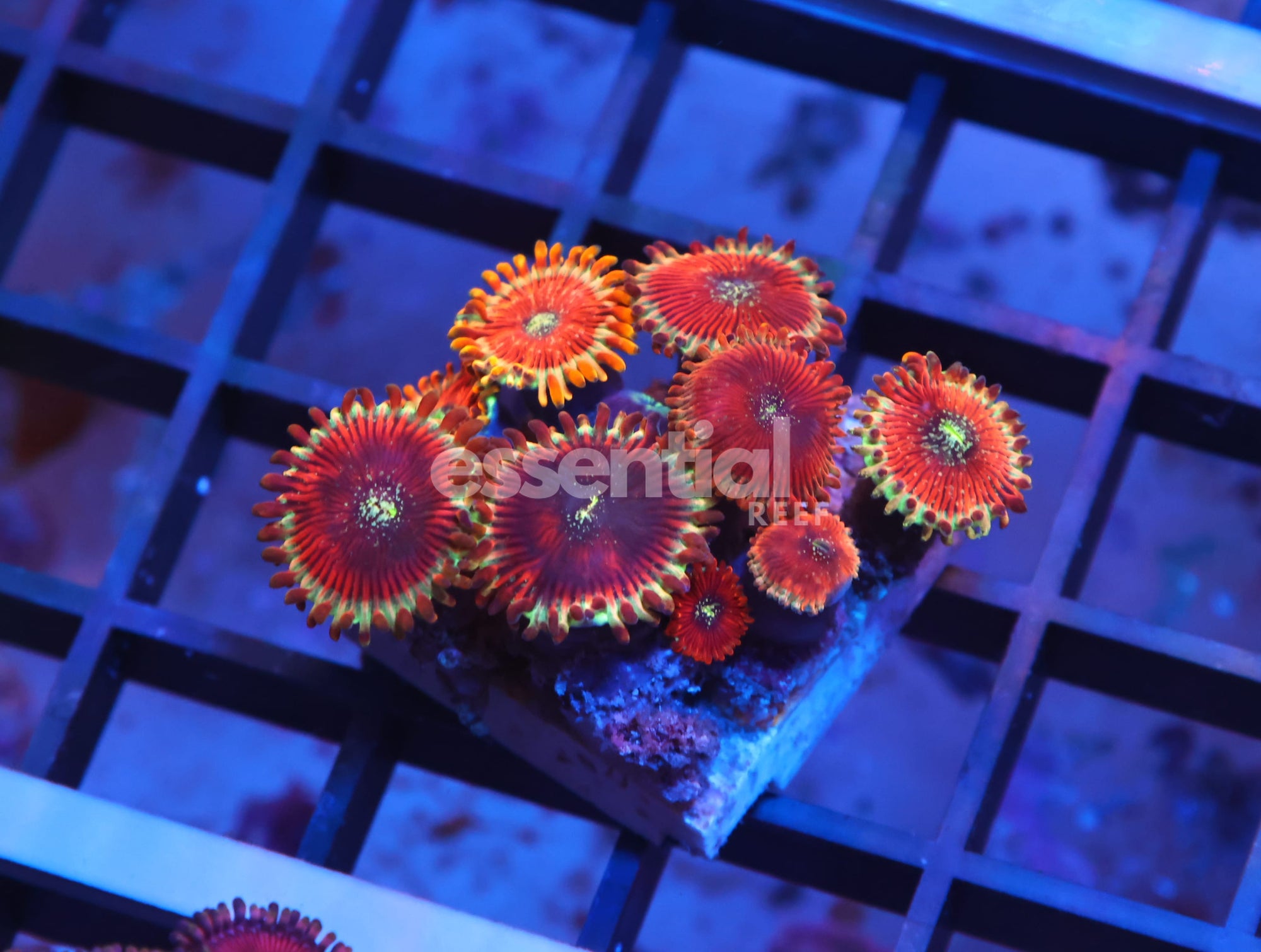 Watermarked - X21 - INDO RED MAGICIAN ZOA