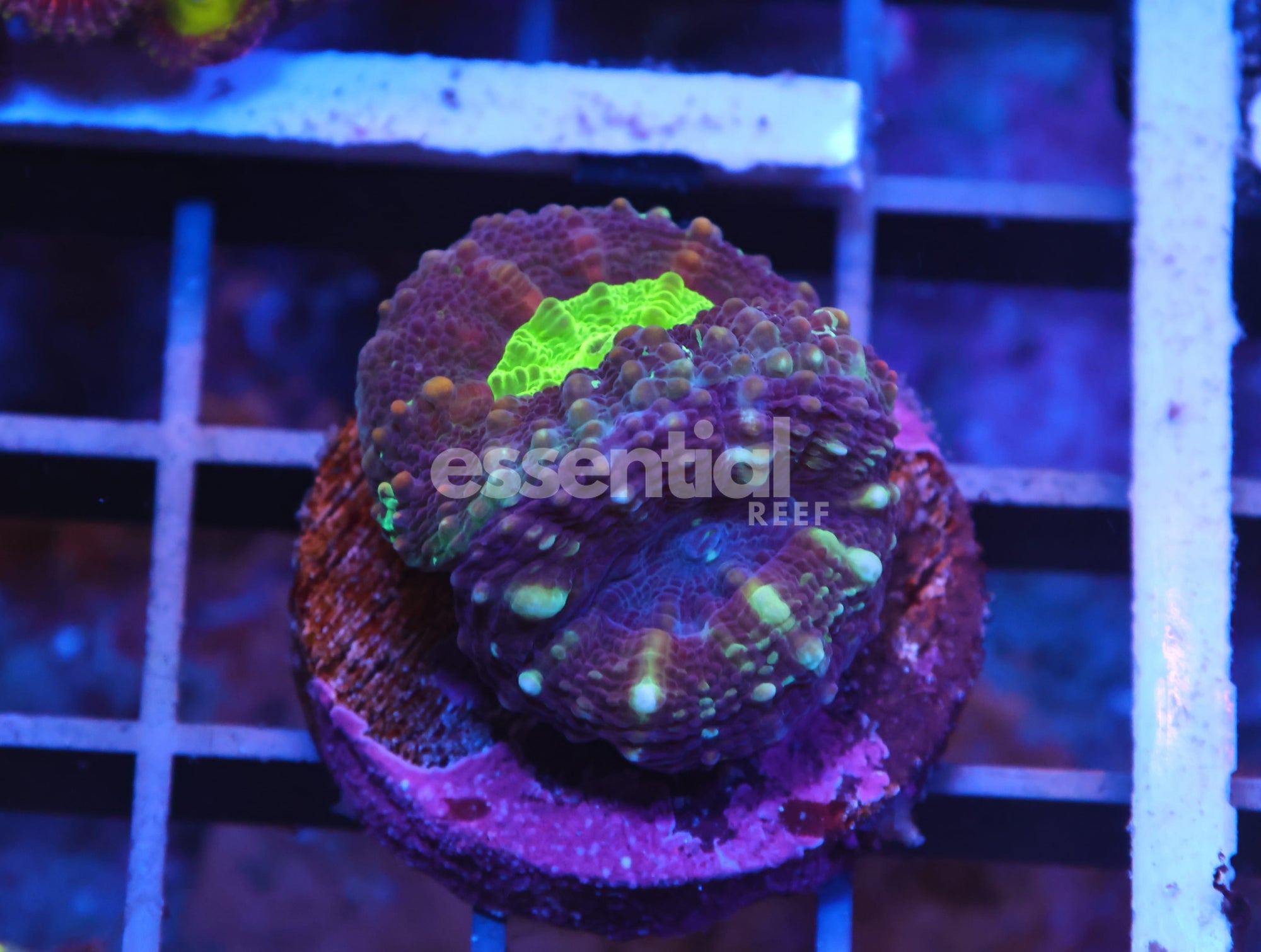 Watermarked - X23 - CAPTIVE SPAWN LOBO