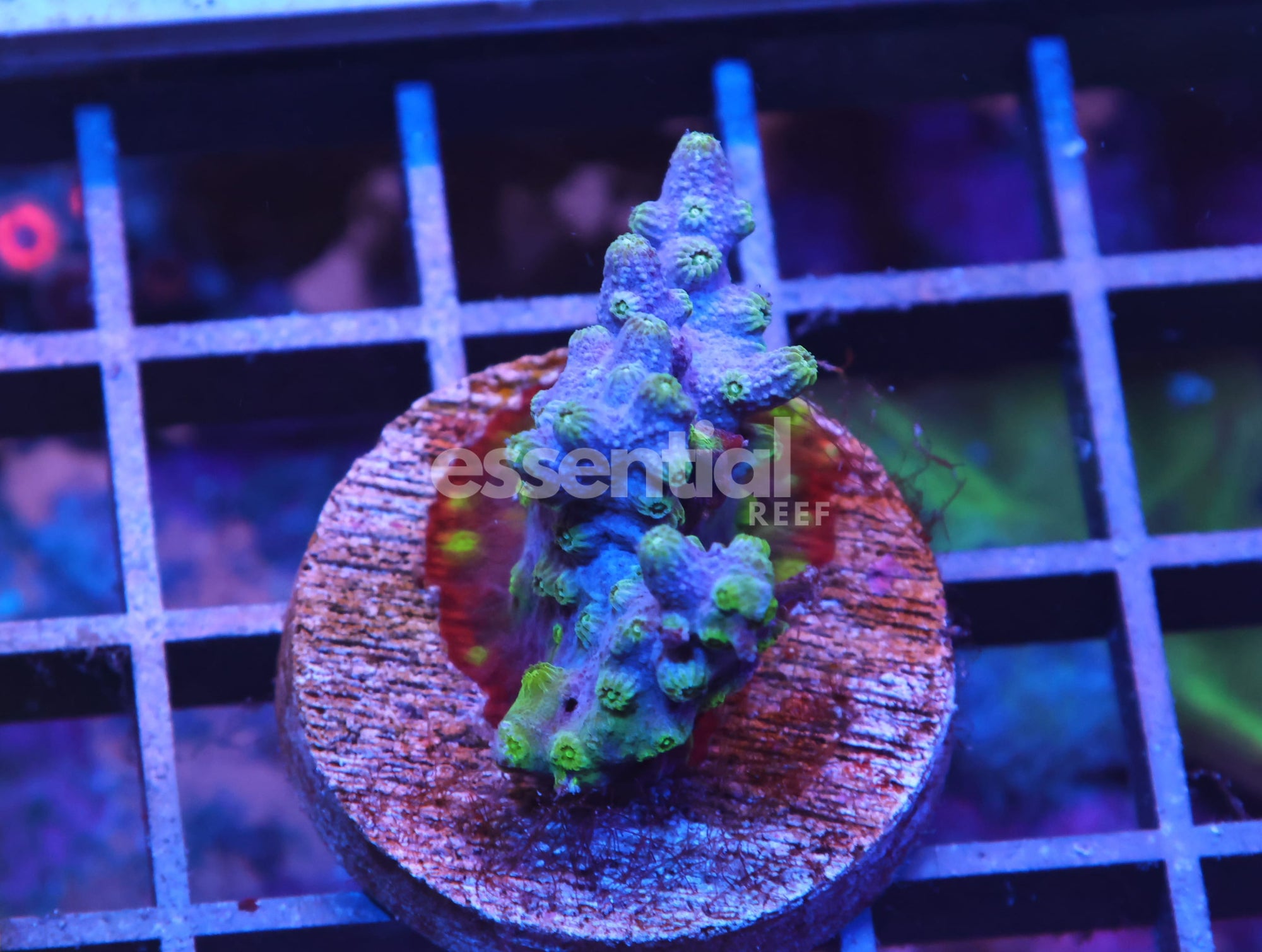 Watermarked - X24 - AUSSIE BRANCHING CYPHASTREA CULTURED