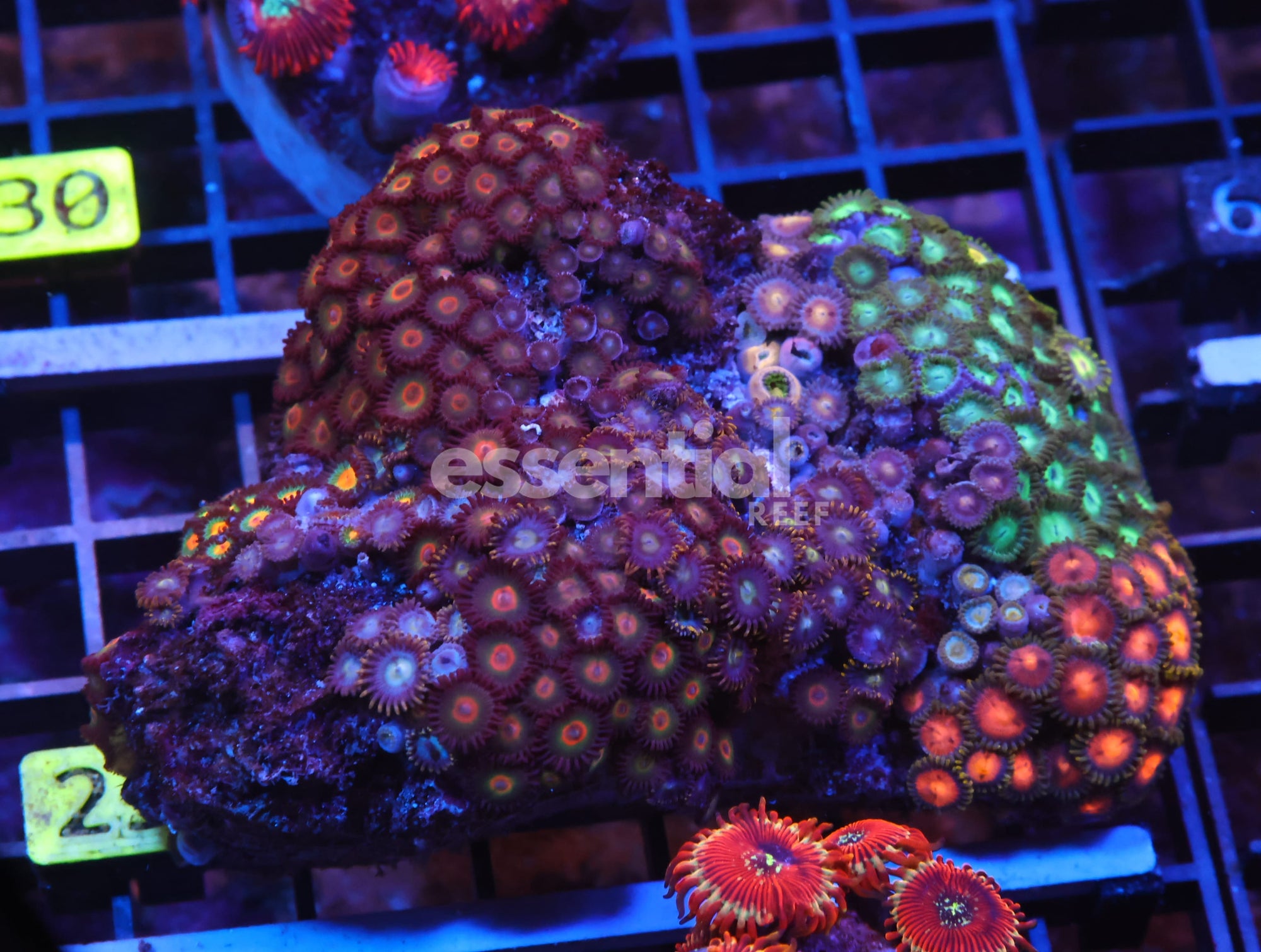 Watermarked - X25 - INDO COMBO ZOA ROCK