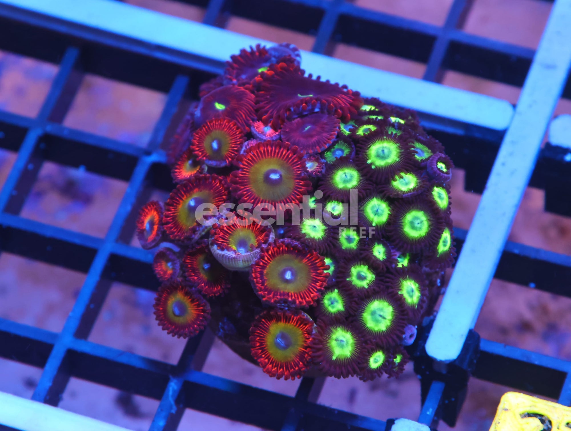 Watermarked - X26 - INDO ULTRA COMBO ZOA CULTURED