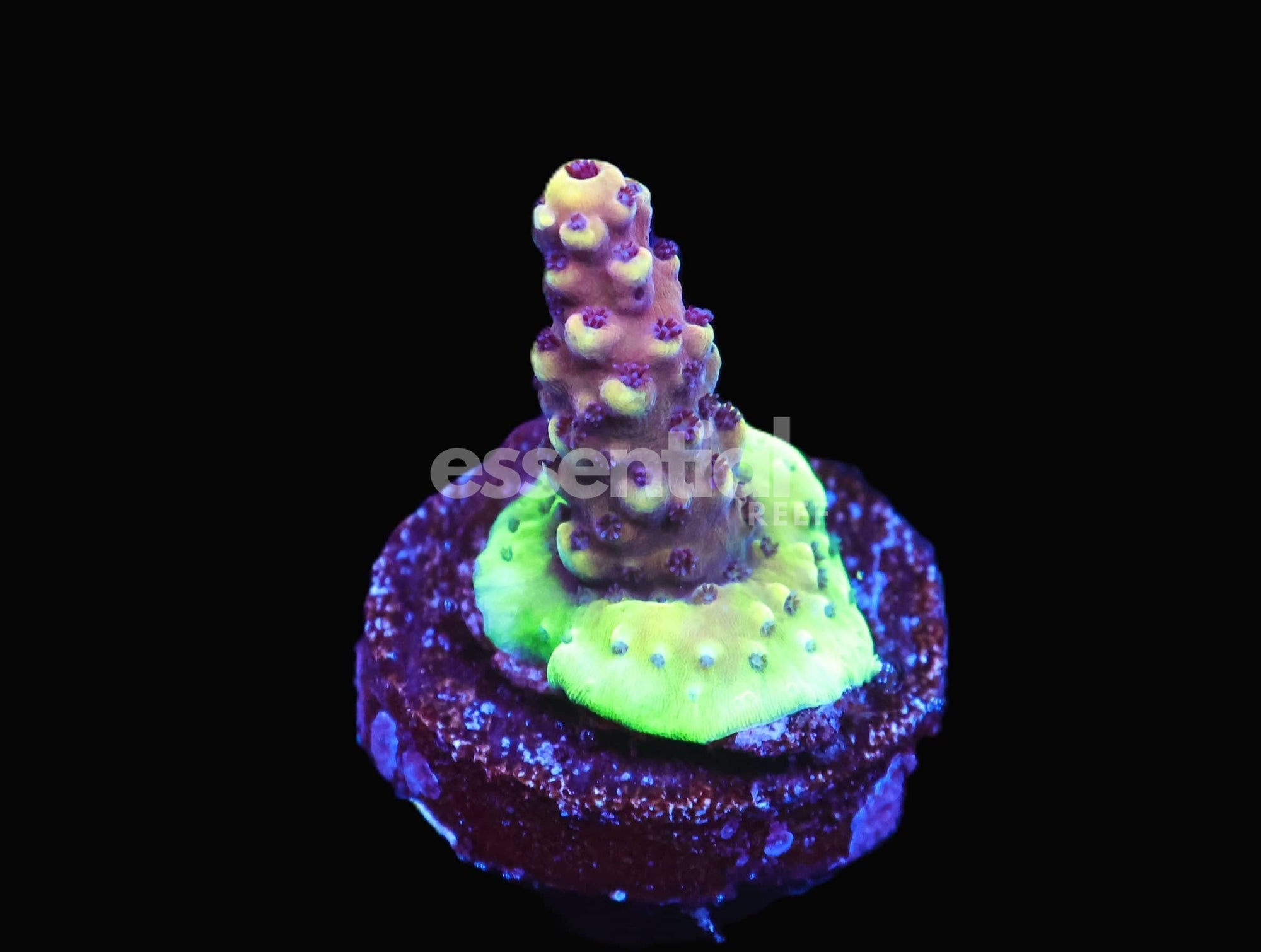 Watermarked - C221 - RR PINK CADILLAC ACRO