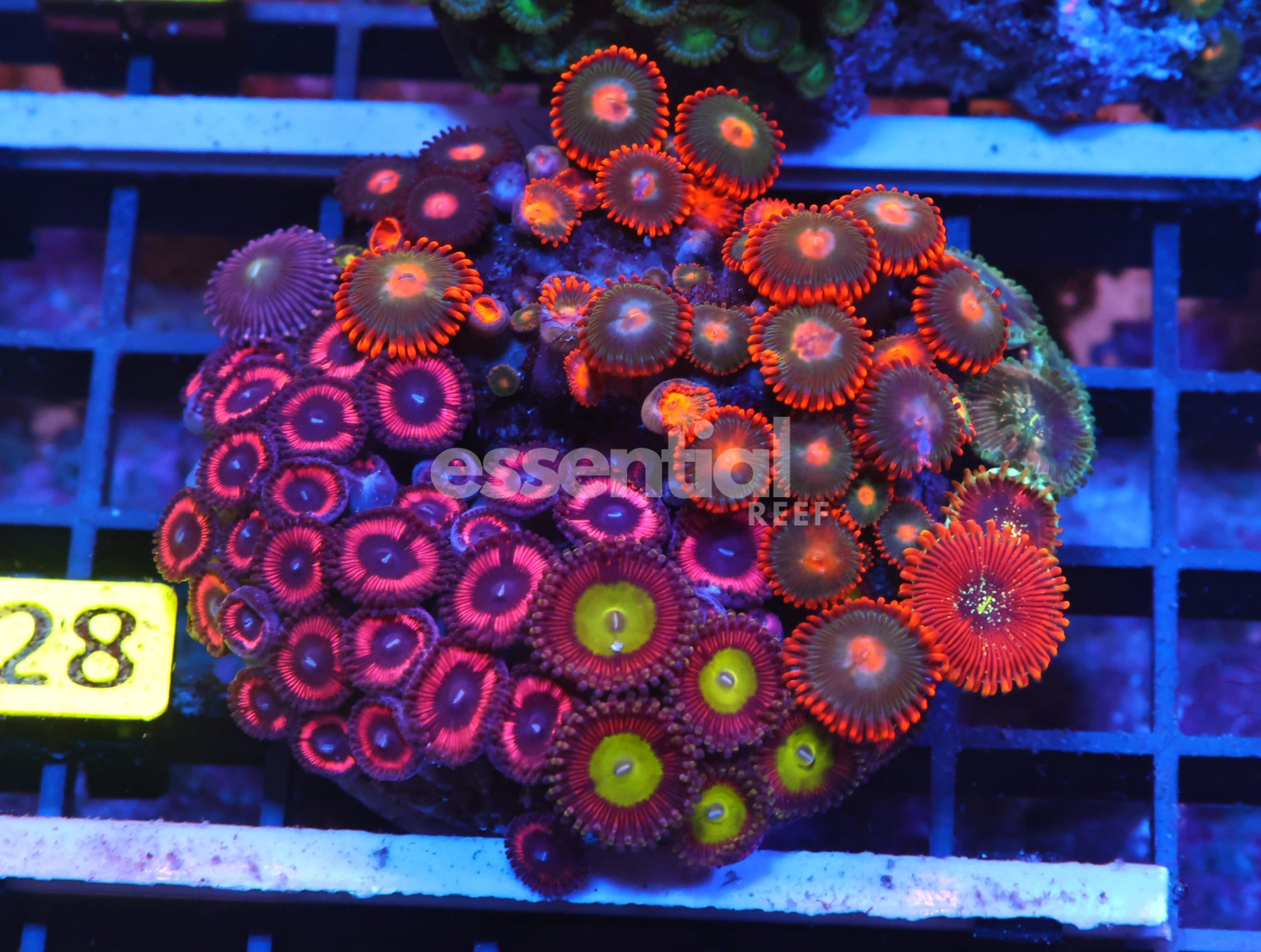 Watermarked - X28 - INDO RAINBOW GARDEN ZOA